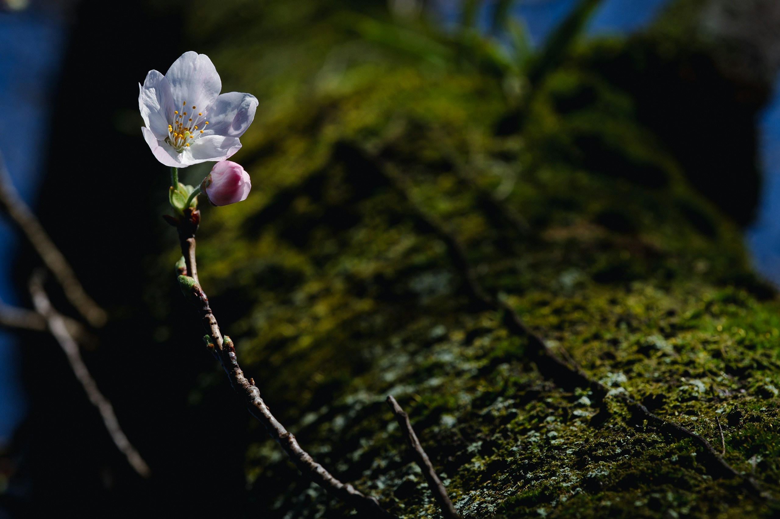 Photo by Mikke