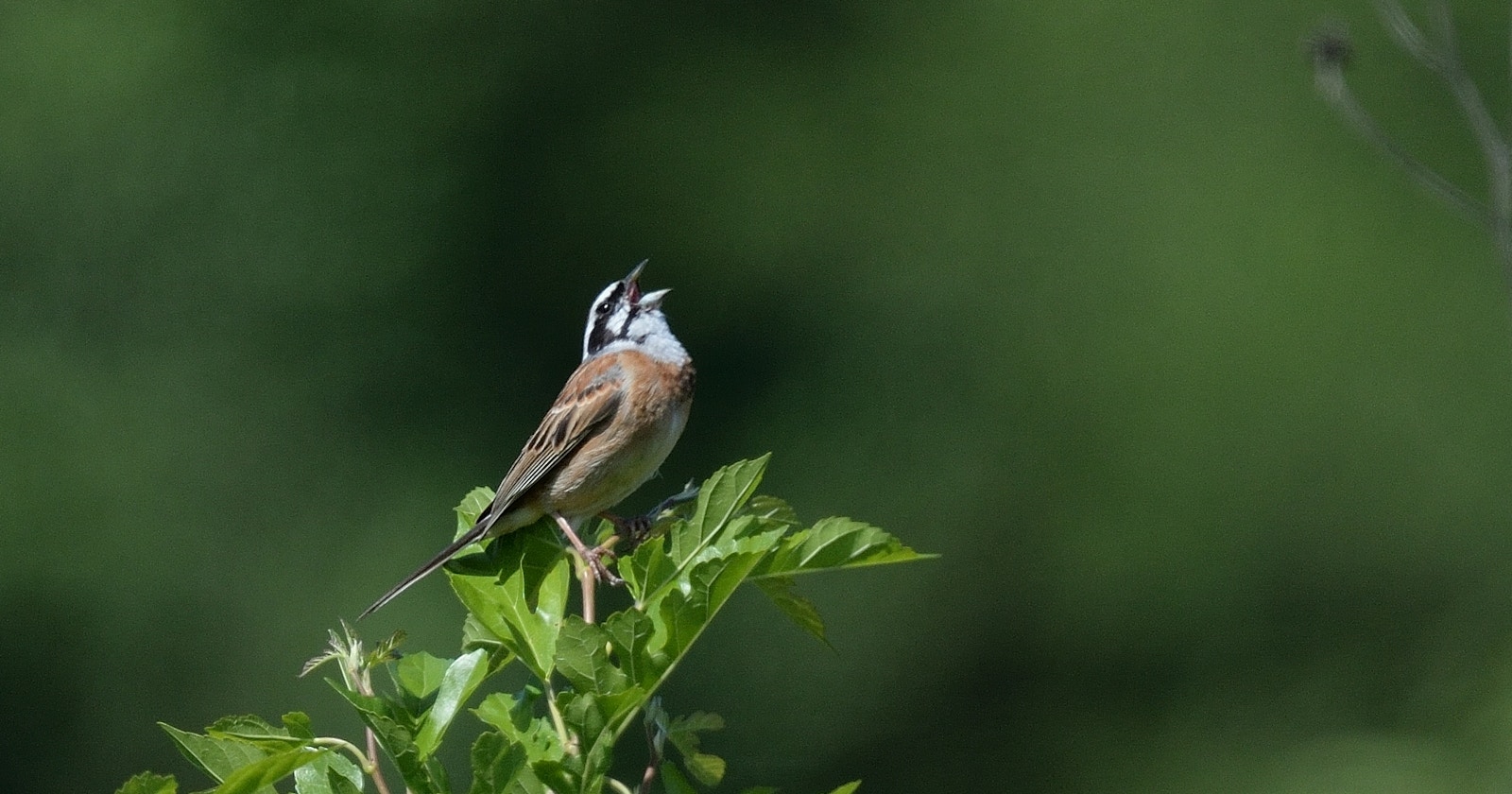 Start Bird Photography by Listening | Knowledge #417