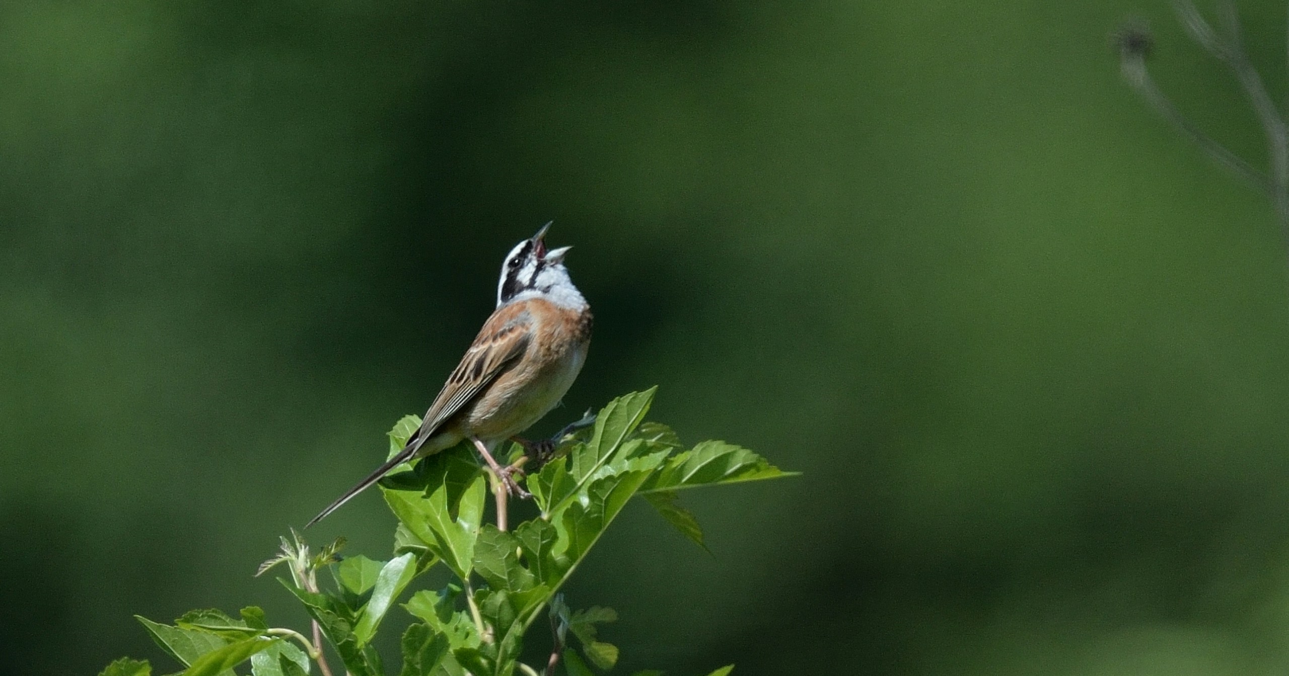 Start Bird Photography by Listening | Knowledge #417