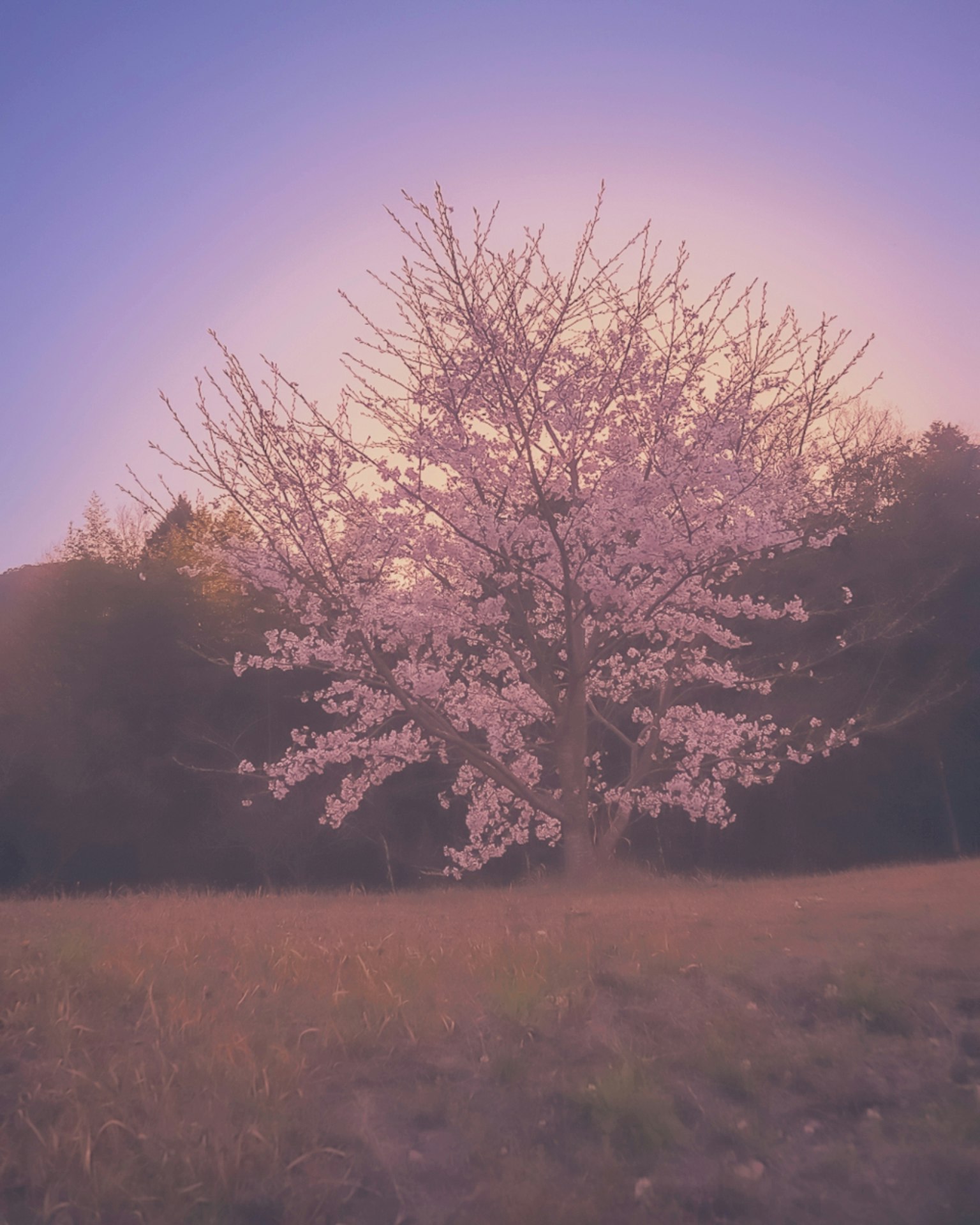 2024-03-spring-melody-image-6
