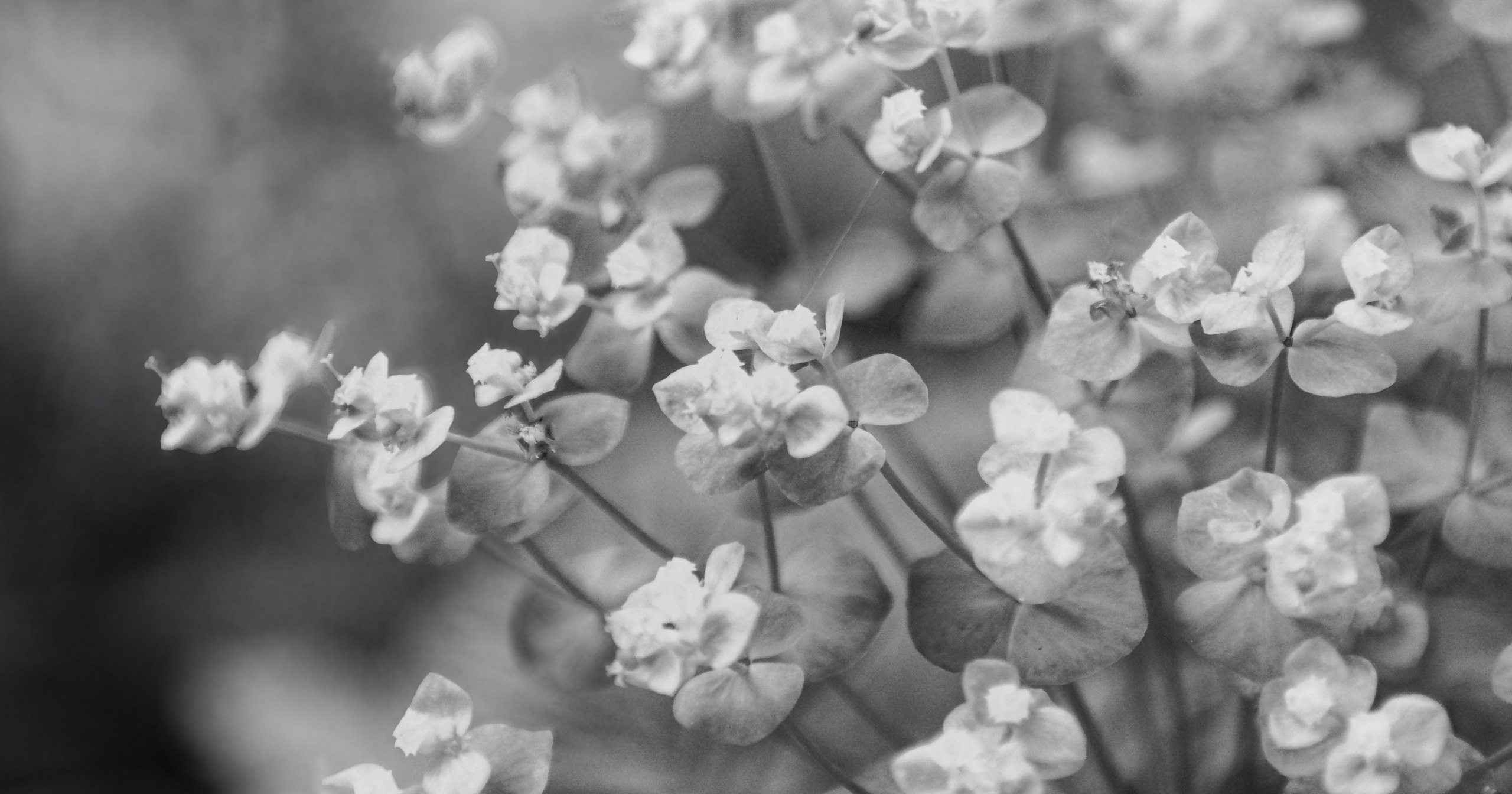 2025-12-monochrome-cover-image
