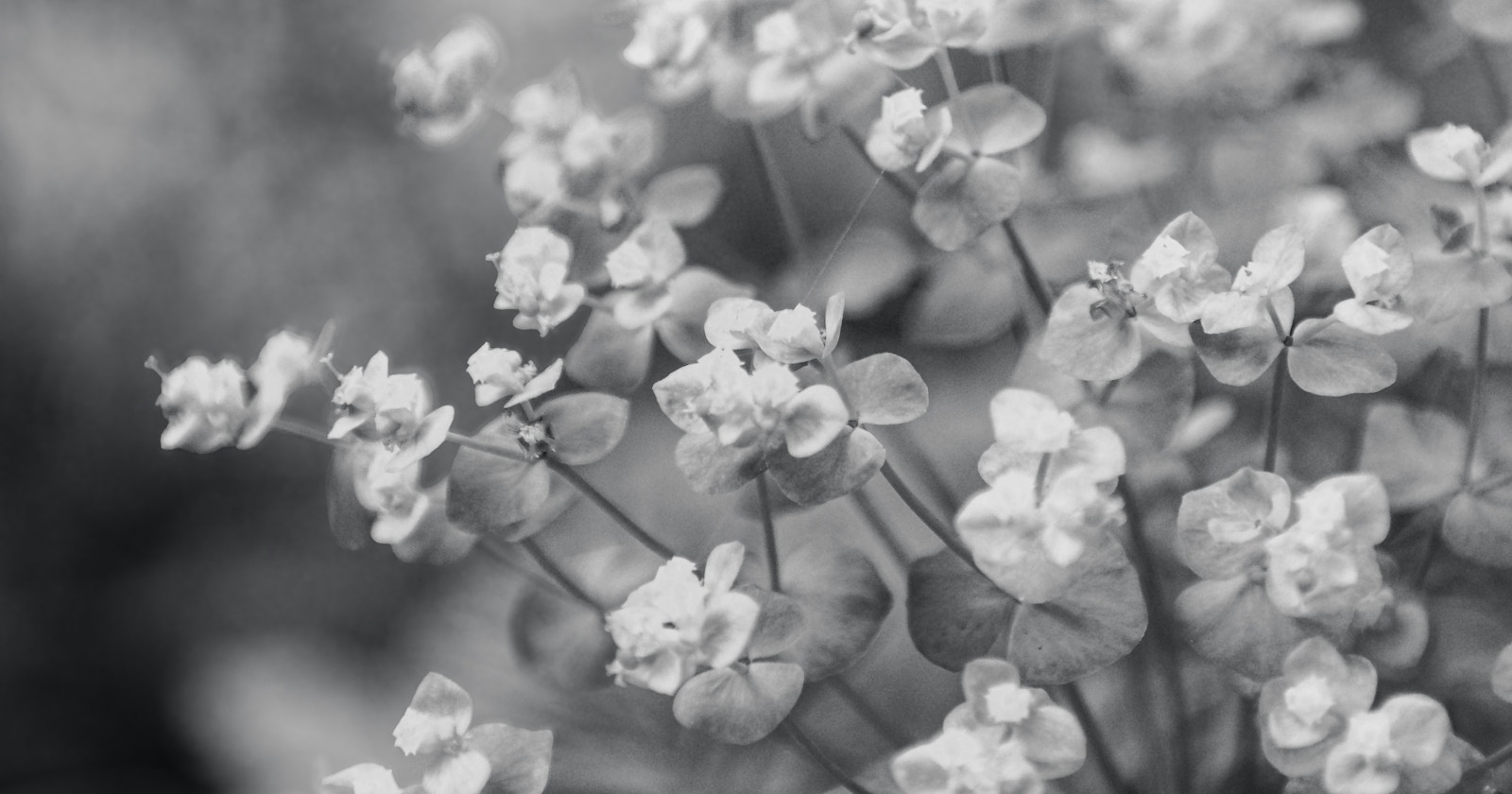 #monochrome | Why Shoot in Monochrome? | Focus #577