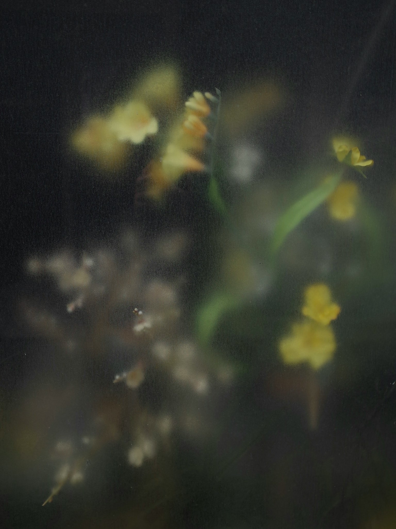2024-07-how-to-take-flower-image-17
