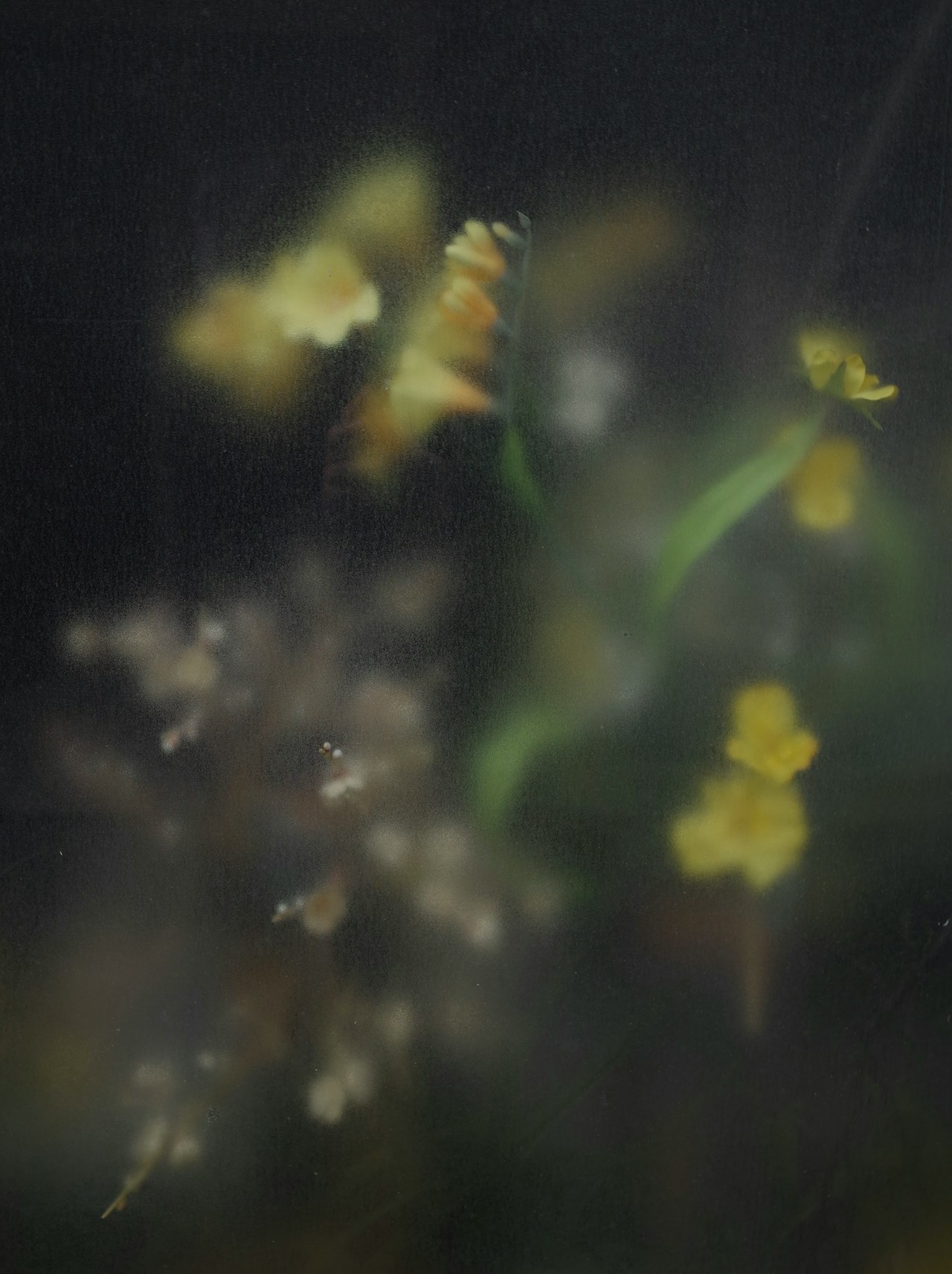 Image by Ikumi Watanabe