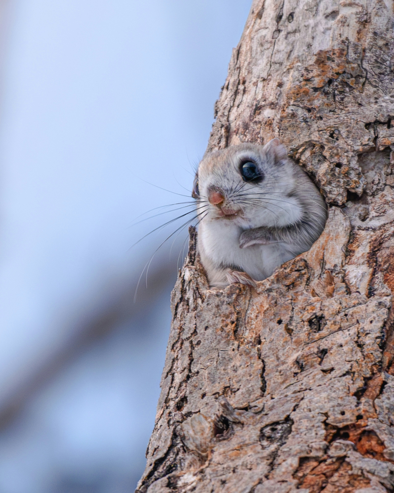 2025-11-light-focused-wildlife-image-2