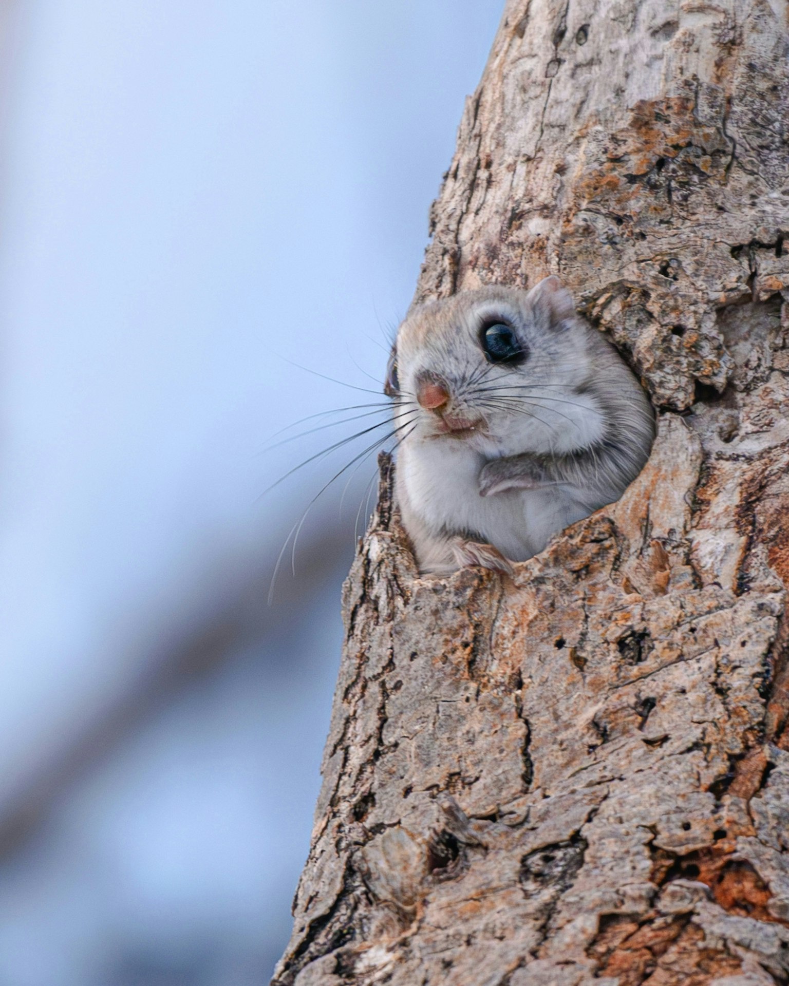 2025-11-light-focused-wildlife-image-2