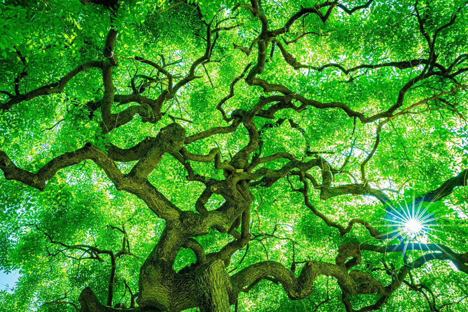 2024-12-100-years-of-future-blooms-award-image-10