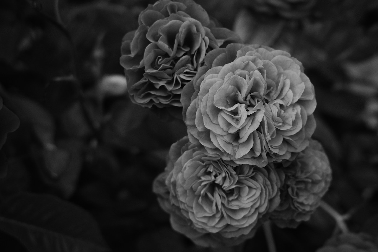 Image by Jang Kumi
