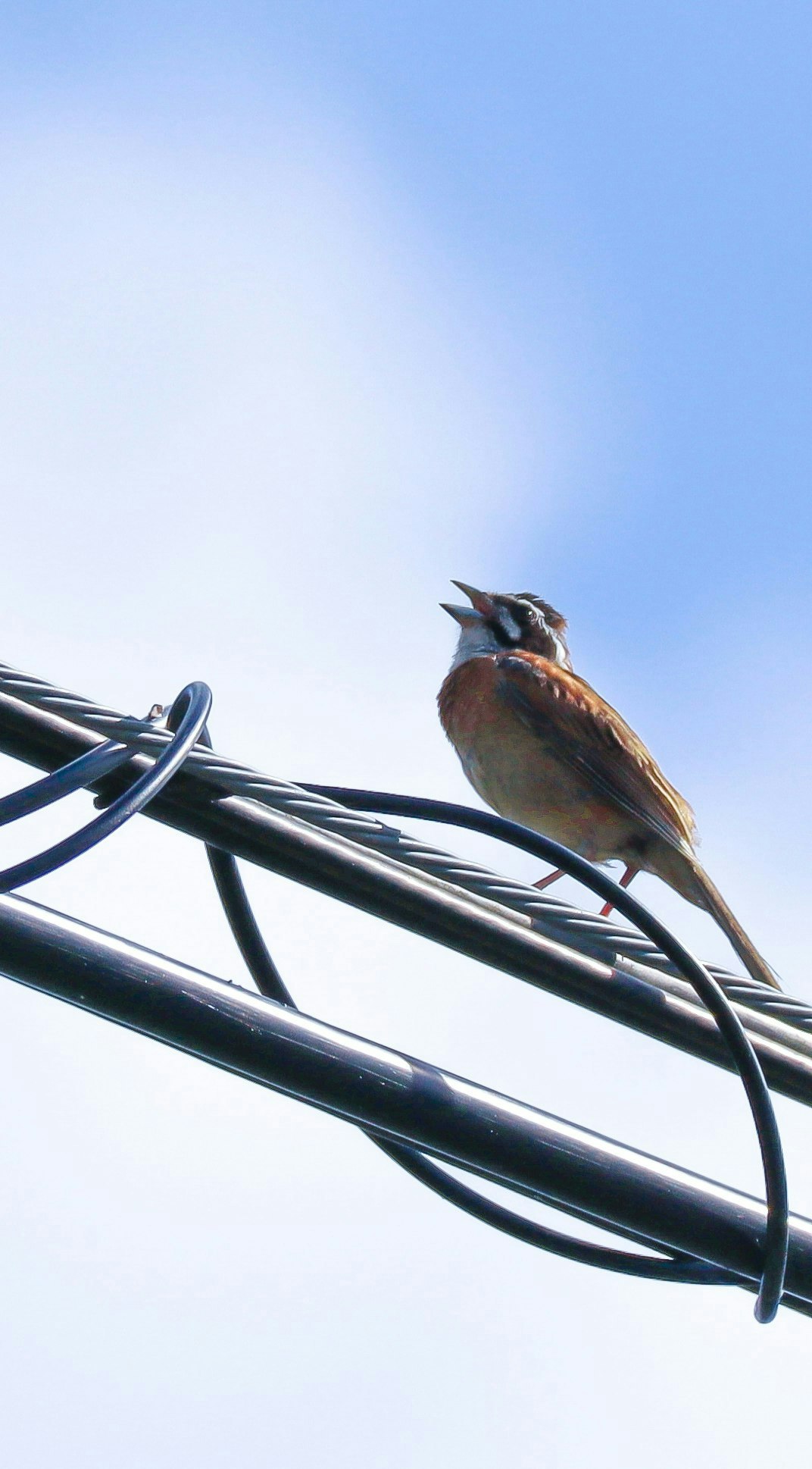2024-09-beginner-bird-photography-guide-image-4