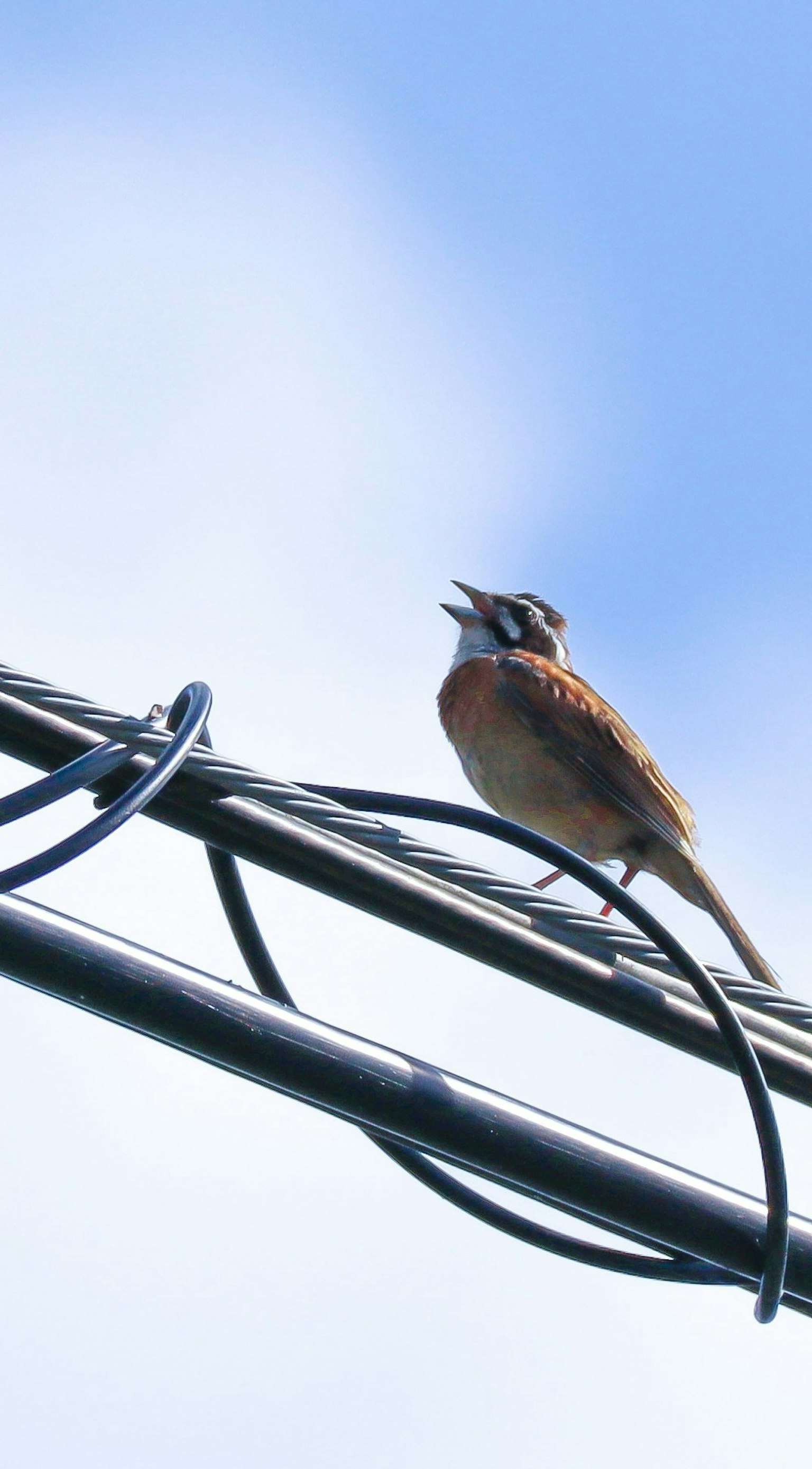 2024-09-beginner-bird-photography-guide-image-4