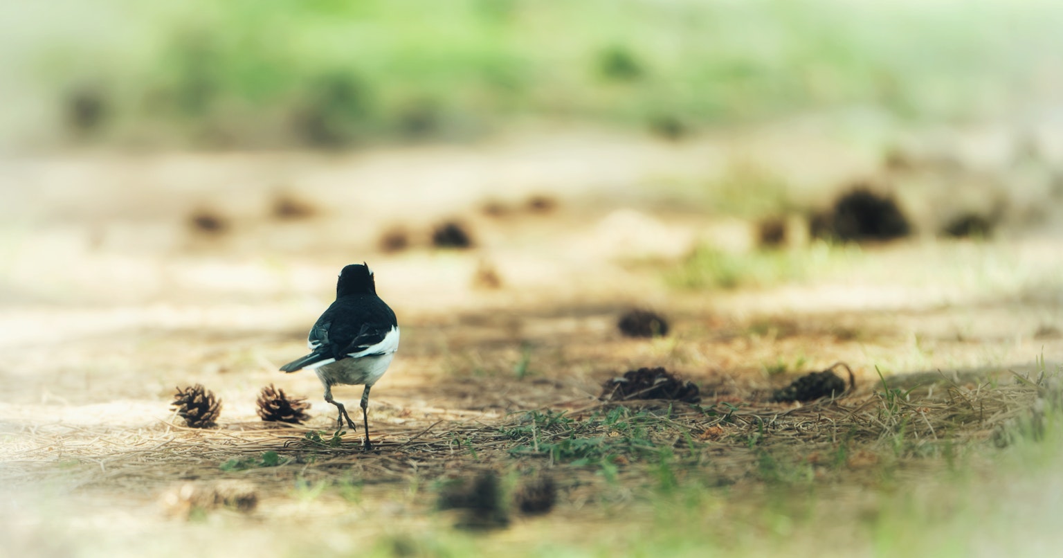 2024-07-sony-e-mount-cover-image