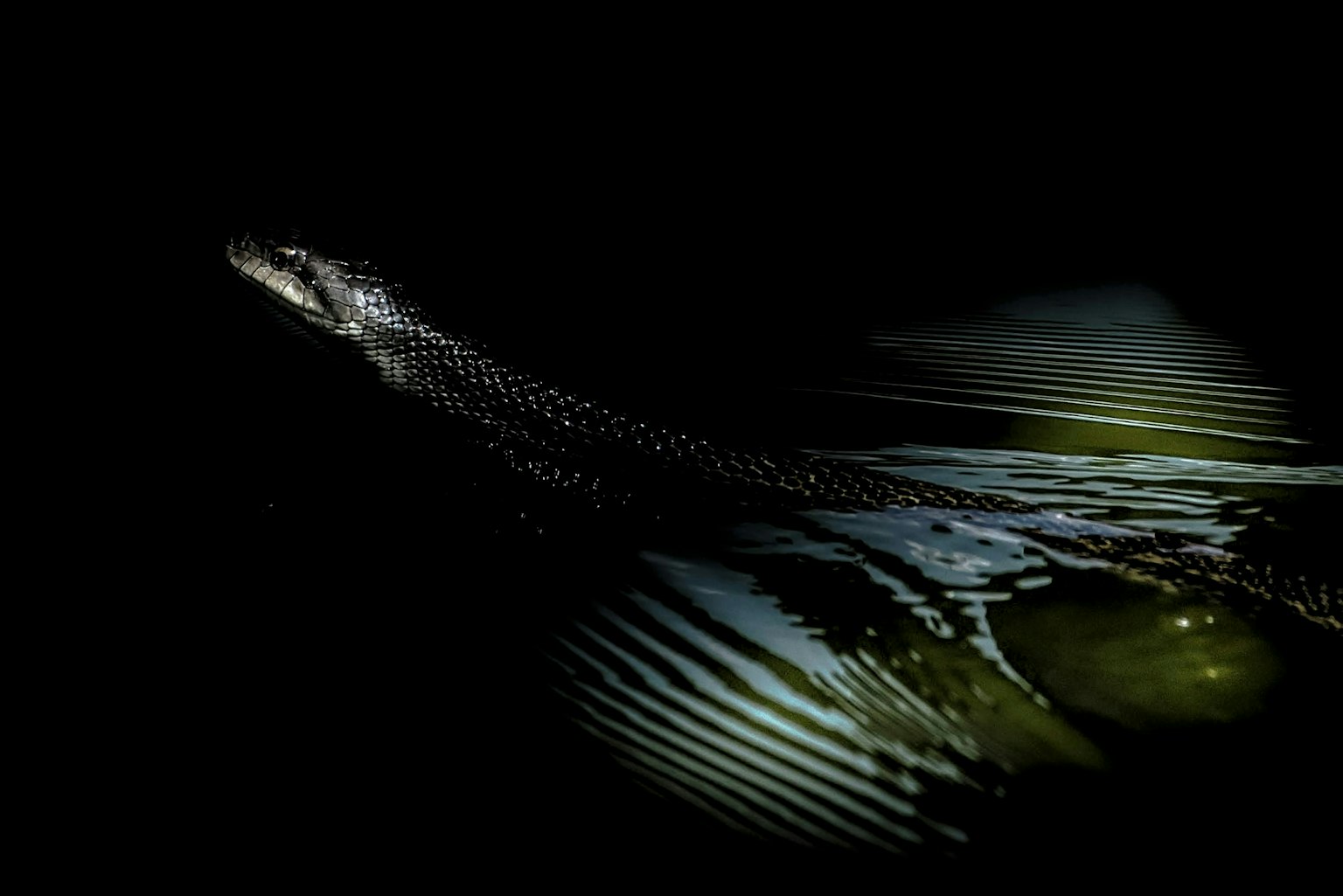 2025-03-super-telephoto-lens-guide-image-4