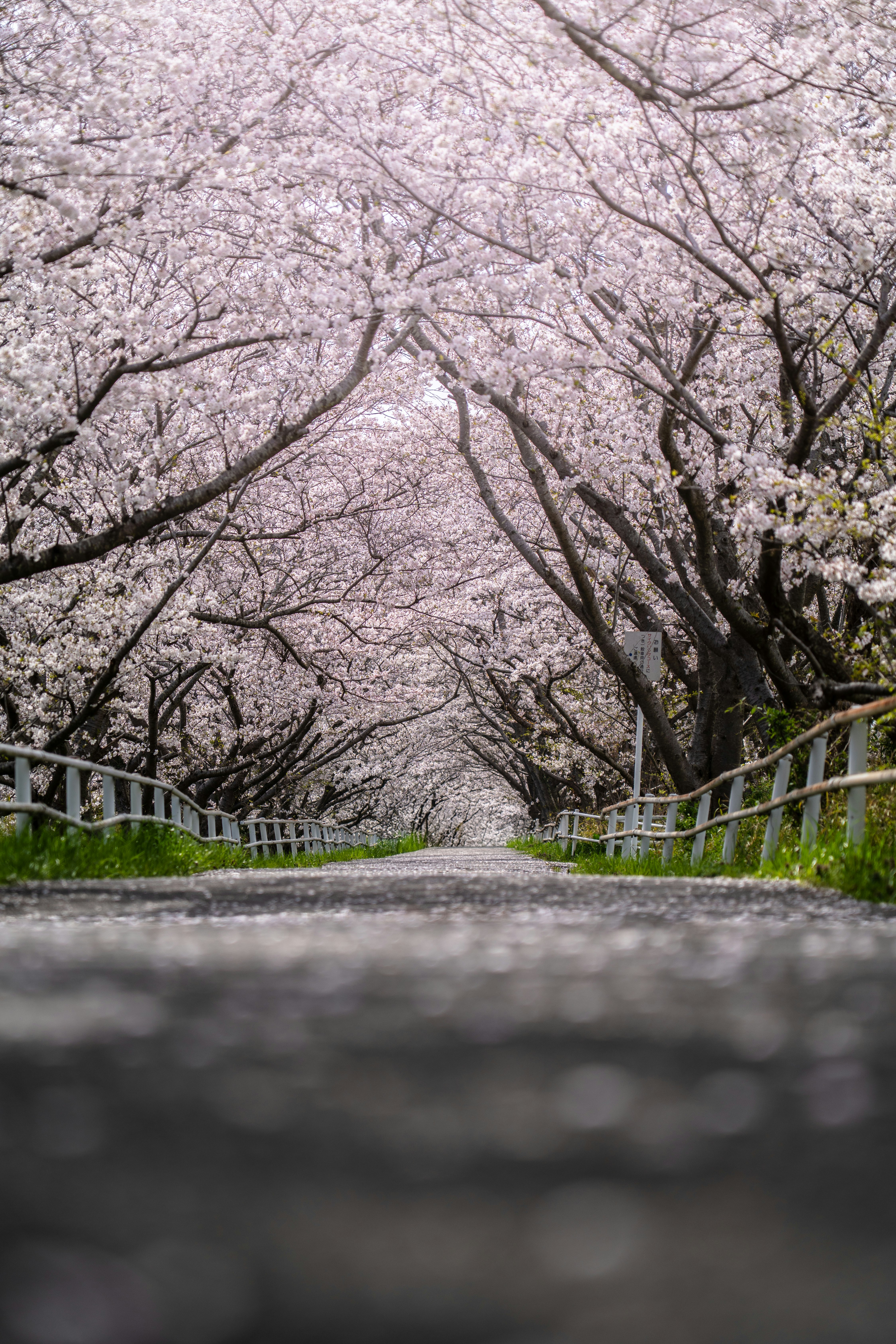 2025-01-ppp-review-by-satoshi-hayashi-image-13