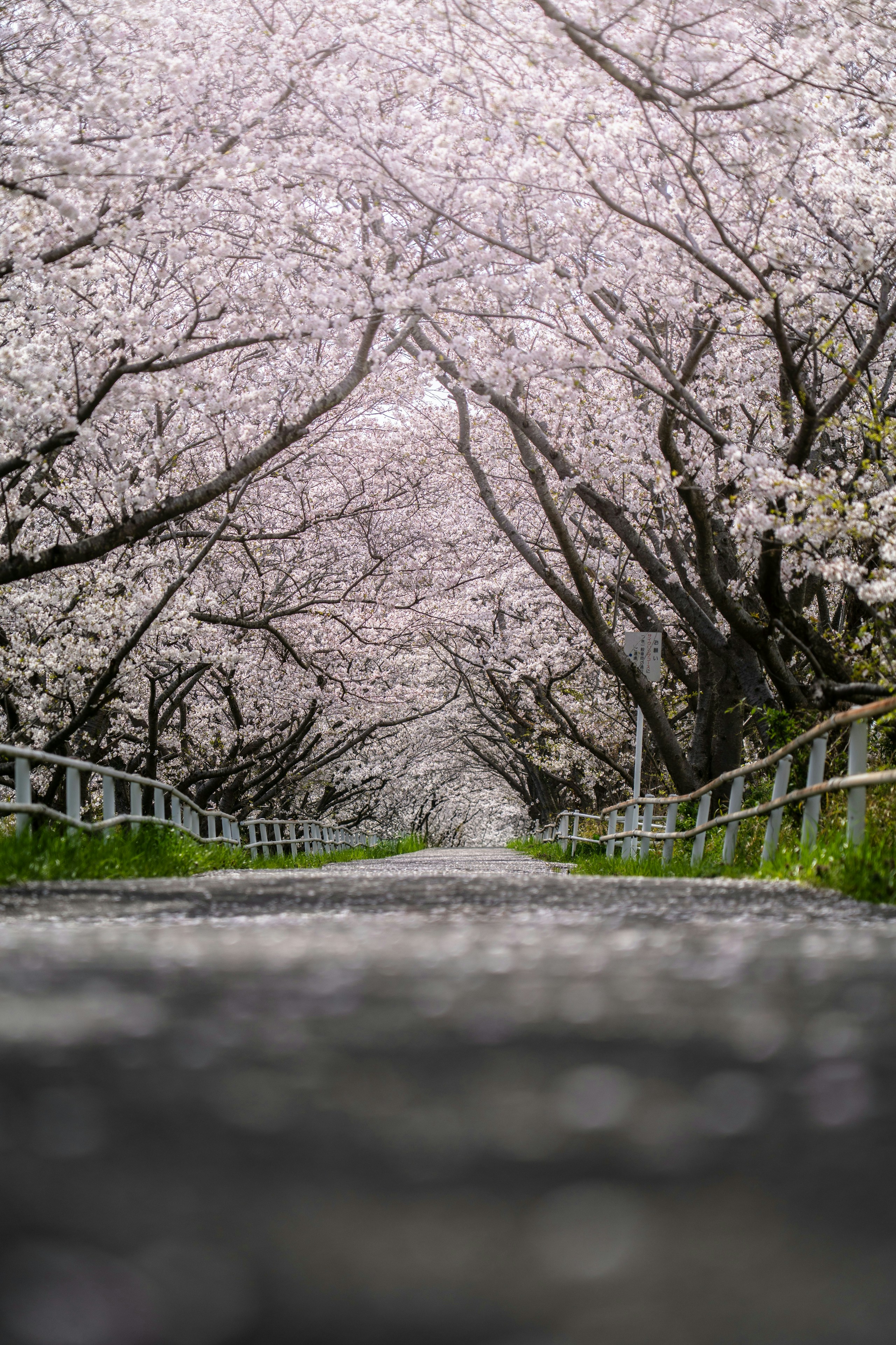 2025-01-ppp-review-by-satoshi-hayashi-image-13