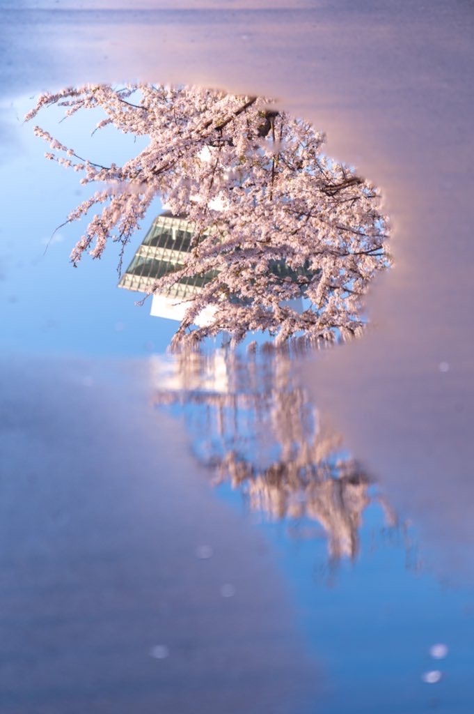 2024-fragile-beauty-image-13