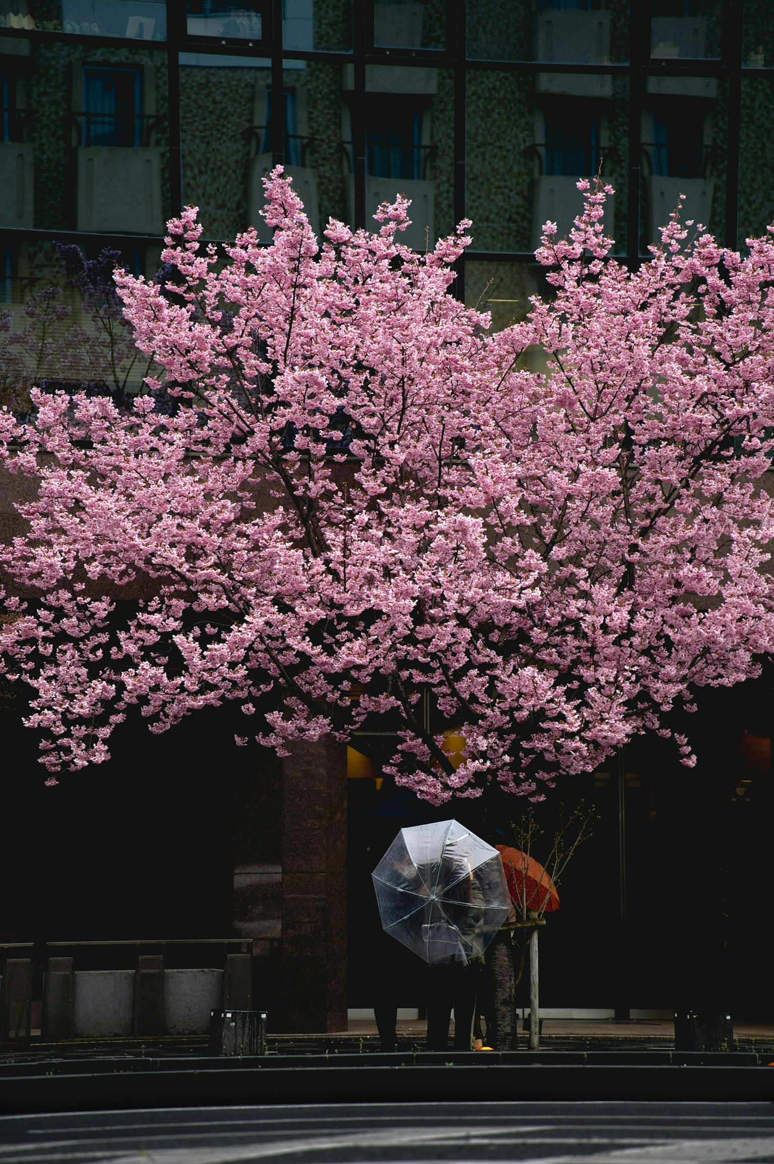 2025-03-spring-swing-image-6