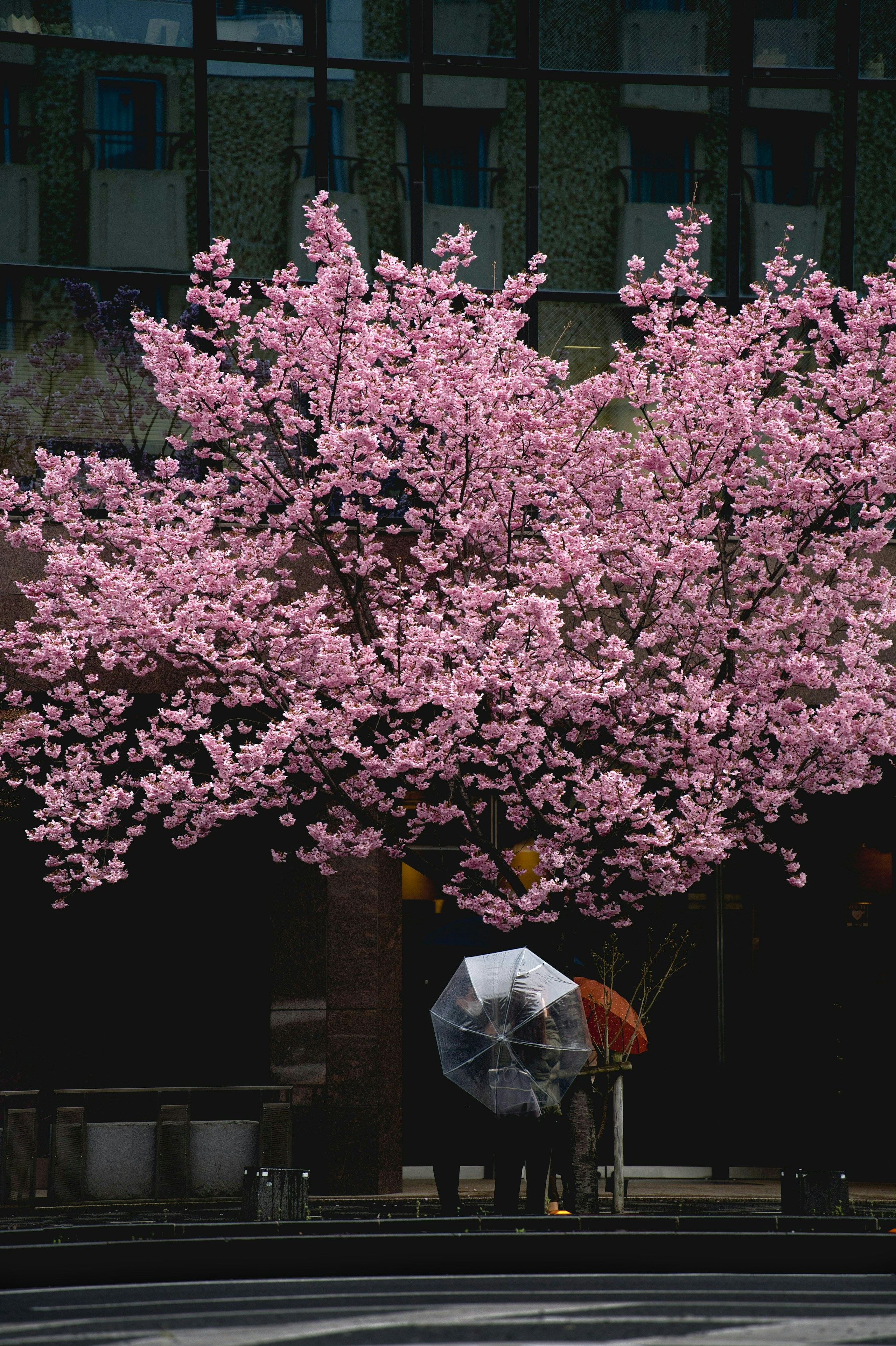 2025-03-spring-swing-image-6