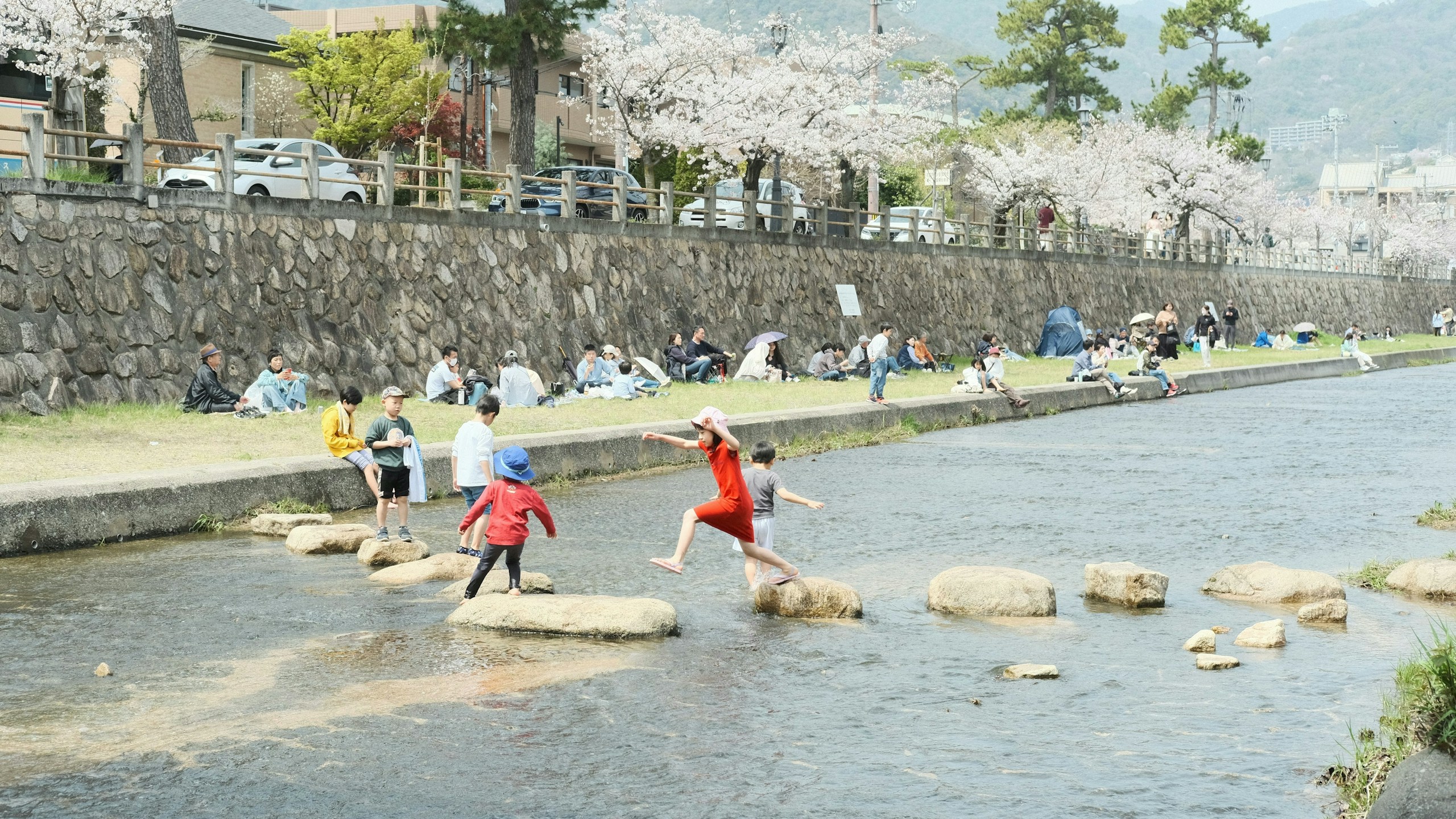 2026-03-cherry-blossom-memory-image-8