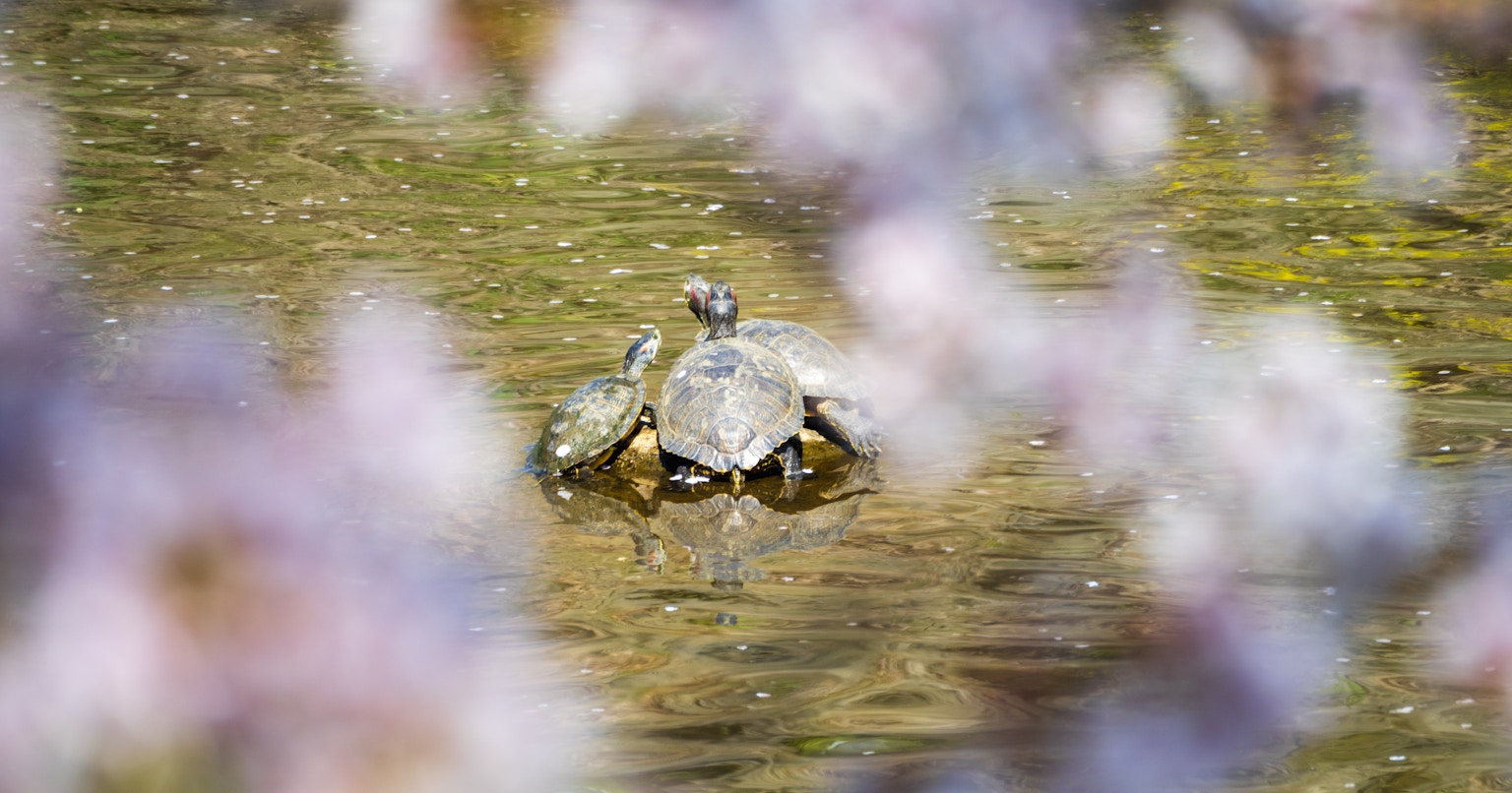 2024-04-spring-melody-award-cover-image