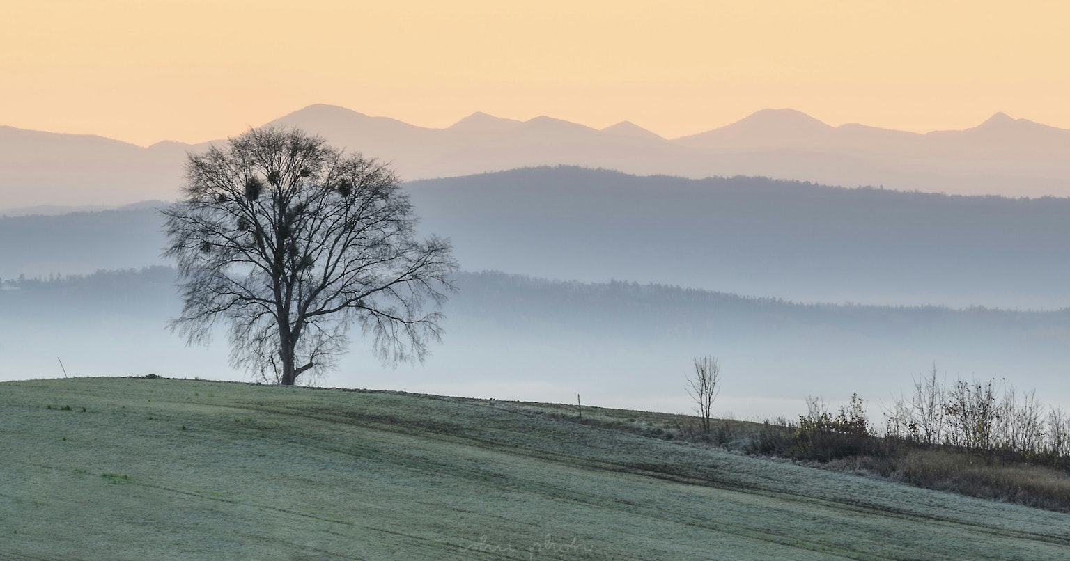 2024-12-december-photography-subjects-cover-image