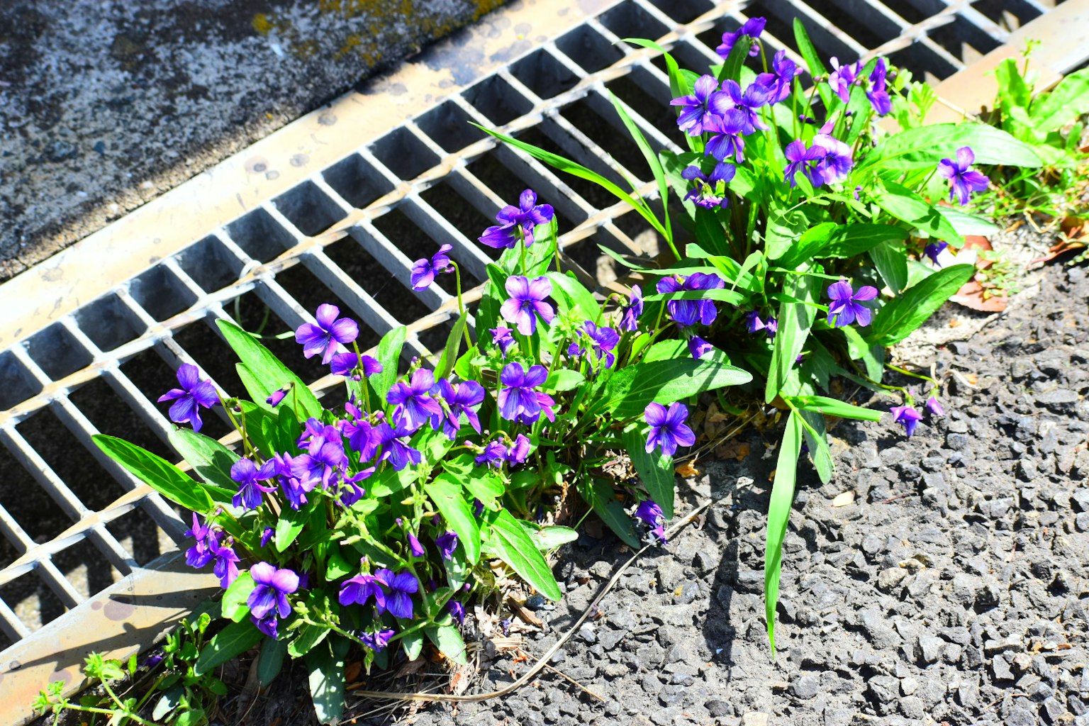 2024-06-flower-image-5