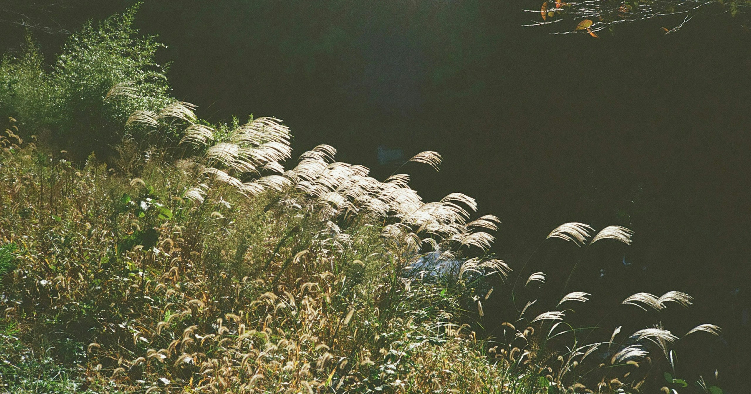 KODAK EKTACHROME E100 Now Available via Direct Manufacturer Distribution | Release #731