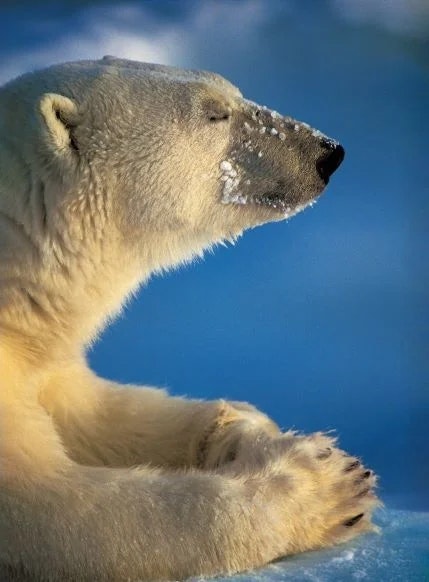 2023-10-how-to-start-animal-photography-image-7