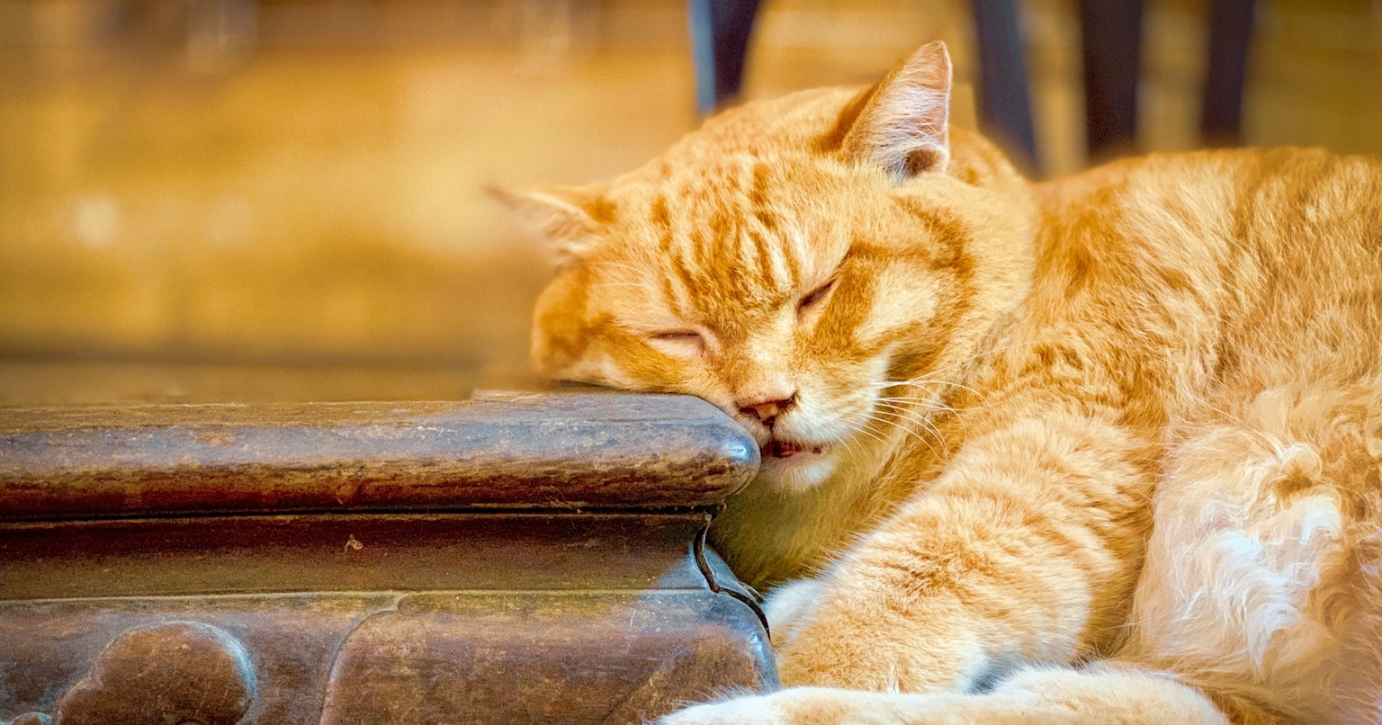 2025-05-may-diary-cover-image