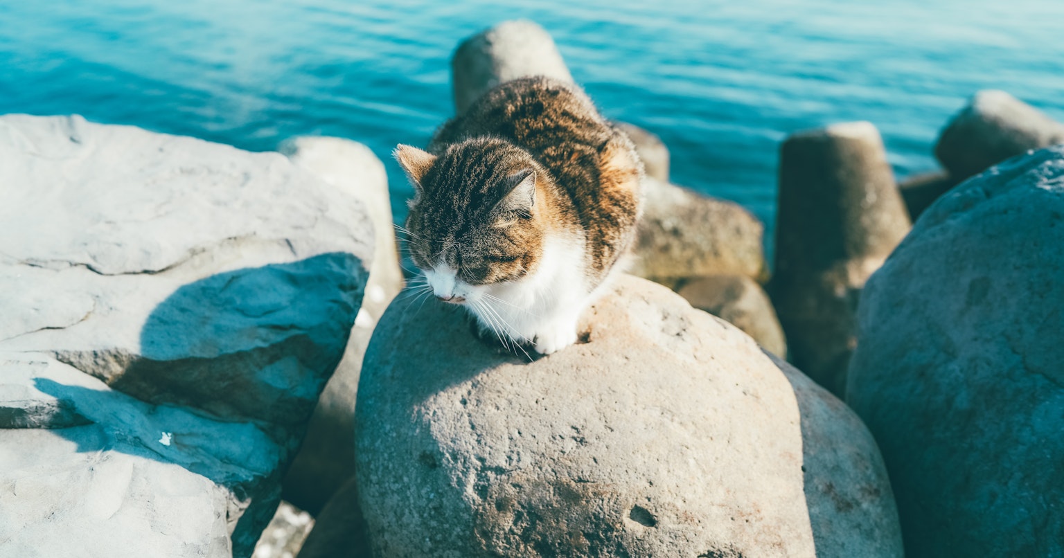 2024-04-negative-film-and-positive-cover-image