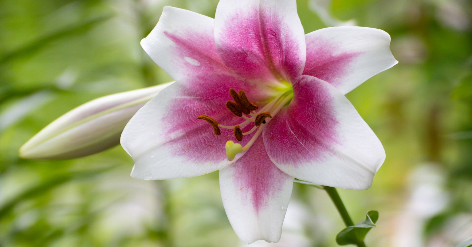 2024-10-canon-eos-r7-updates-cover-image