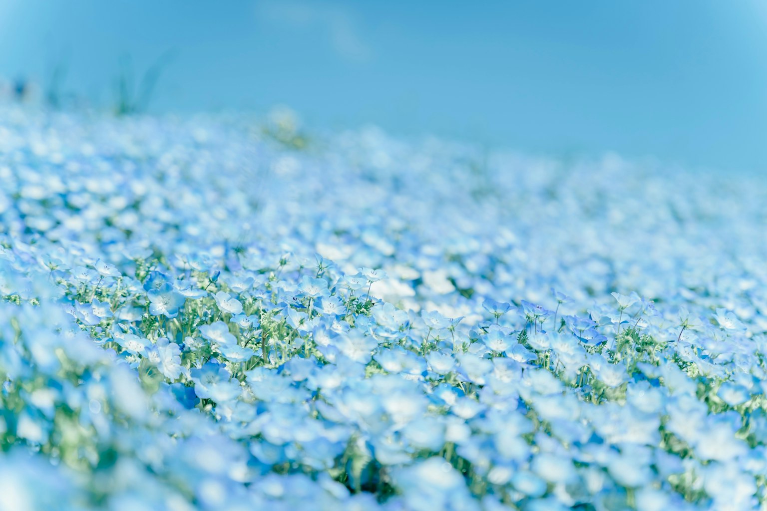 2025-04-april-photography-subjects-image-6