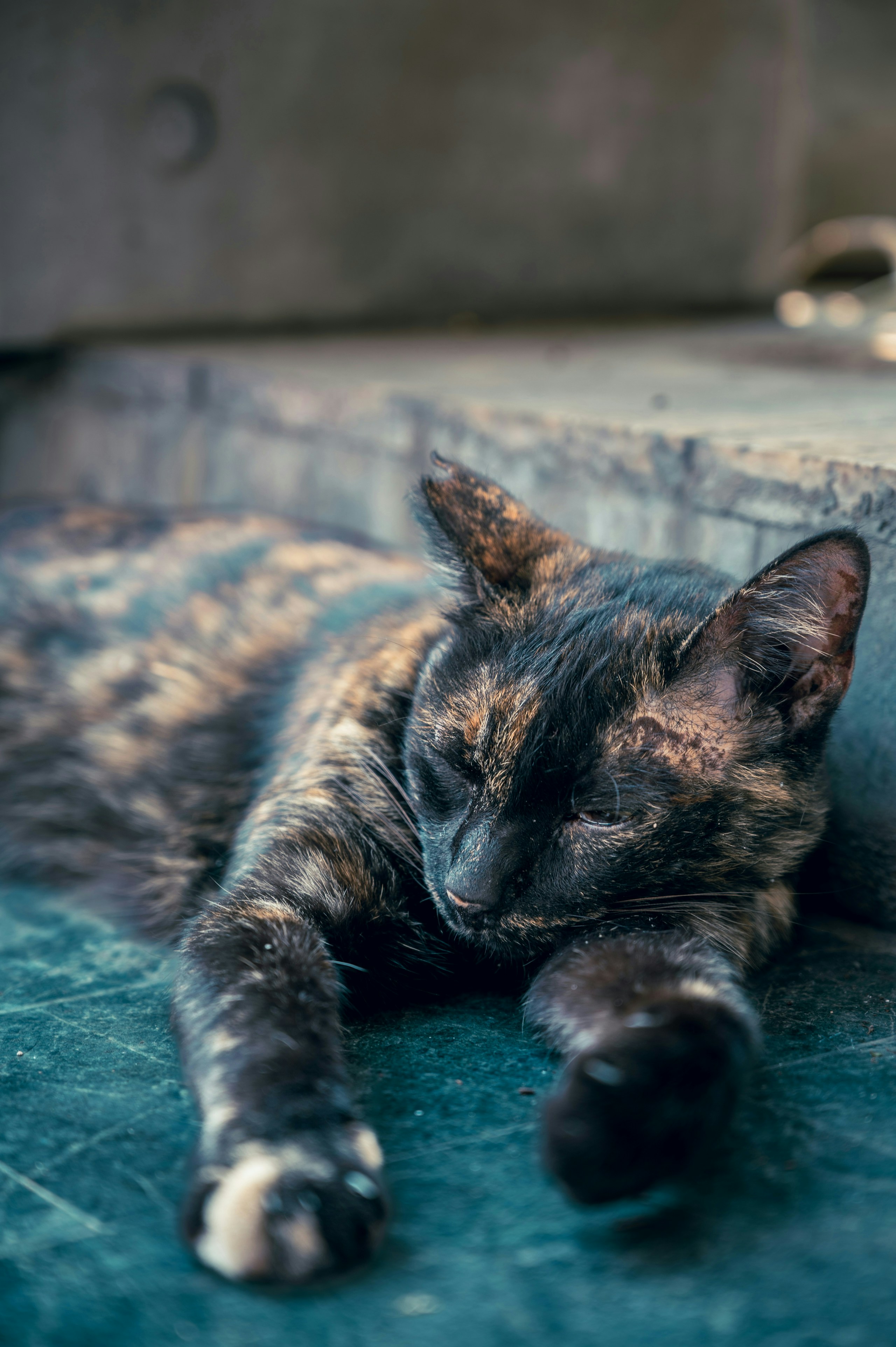 2026-04-find-new-pieces-cat-image-96