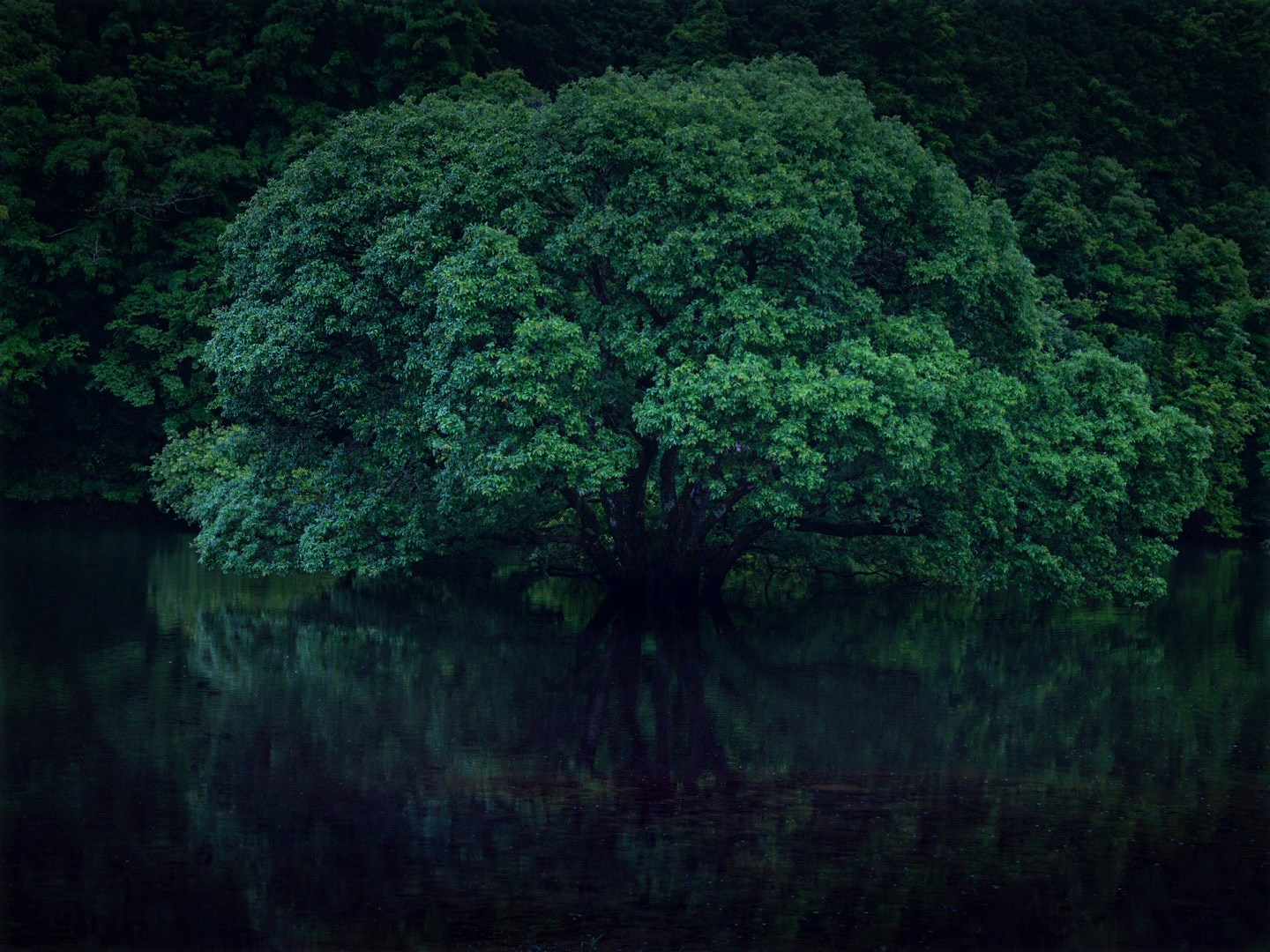 Image by saciiiko
