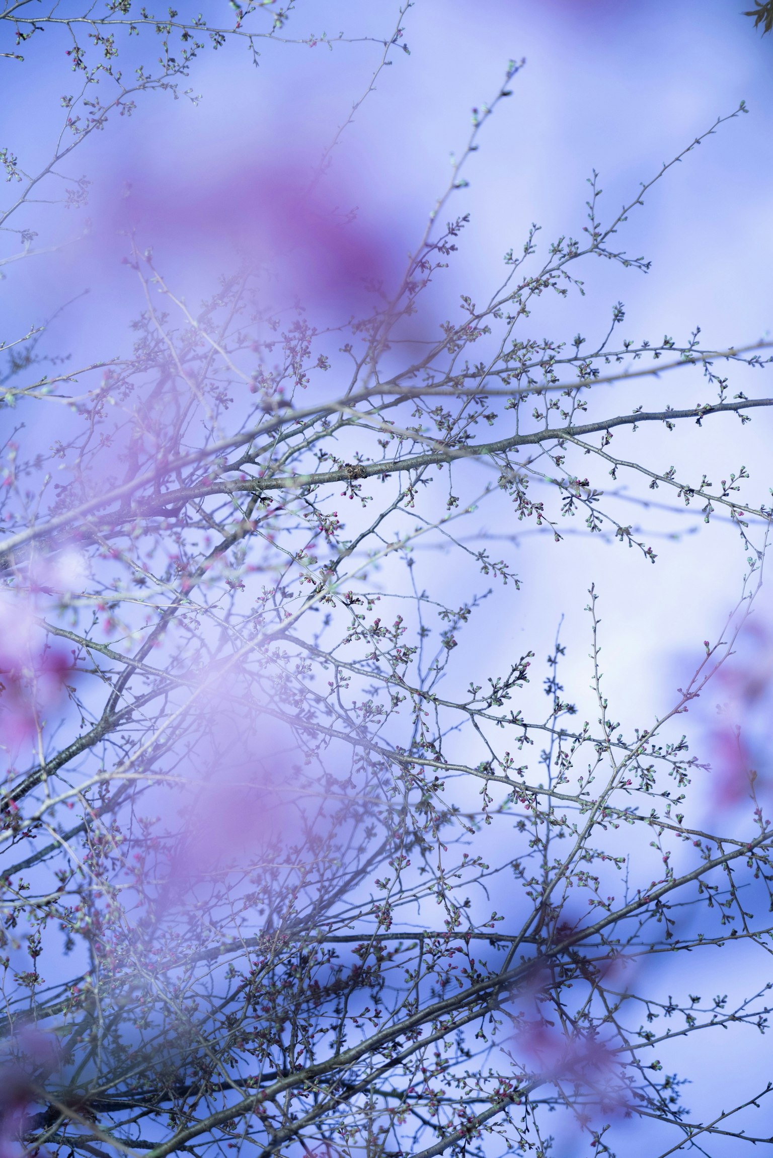 2024-12-100-years-of-future-blooms-award-image-12