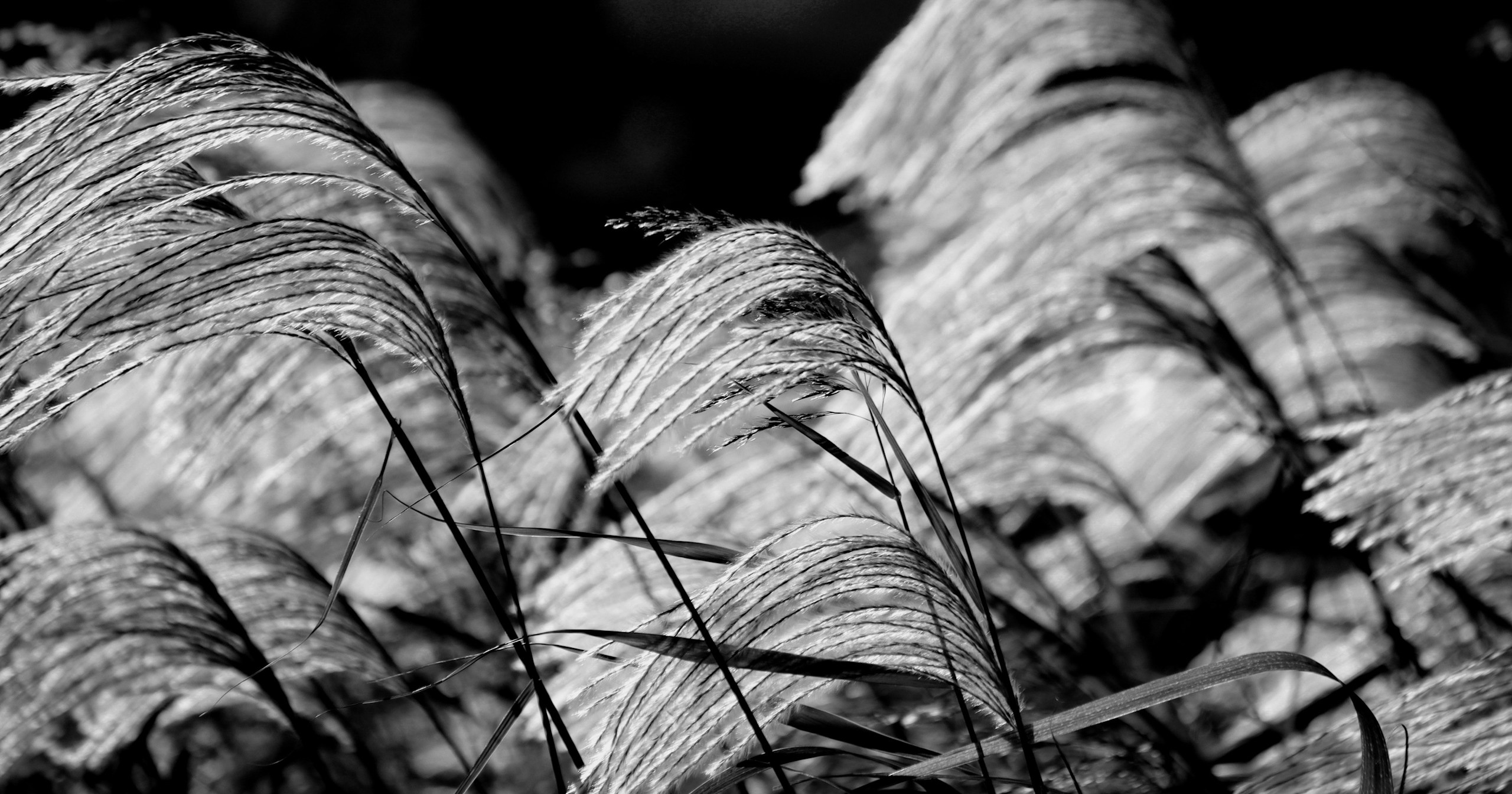 #Monochrome | Ausdrucksmöglichkeiten in Schwarz-Weiß | Focus #372