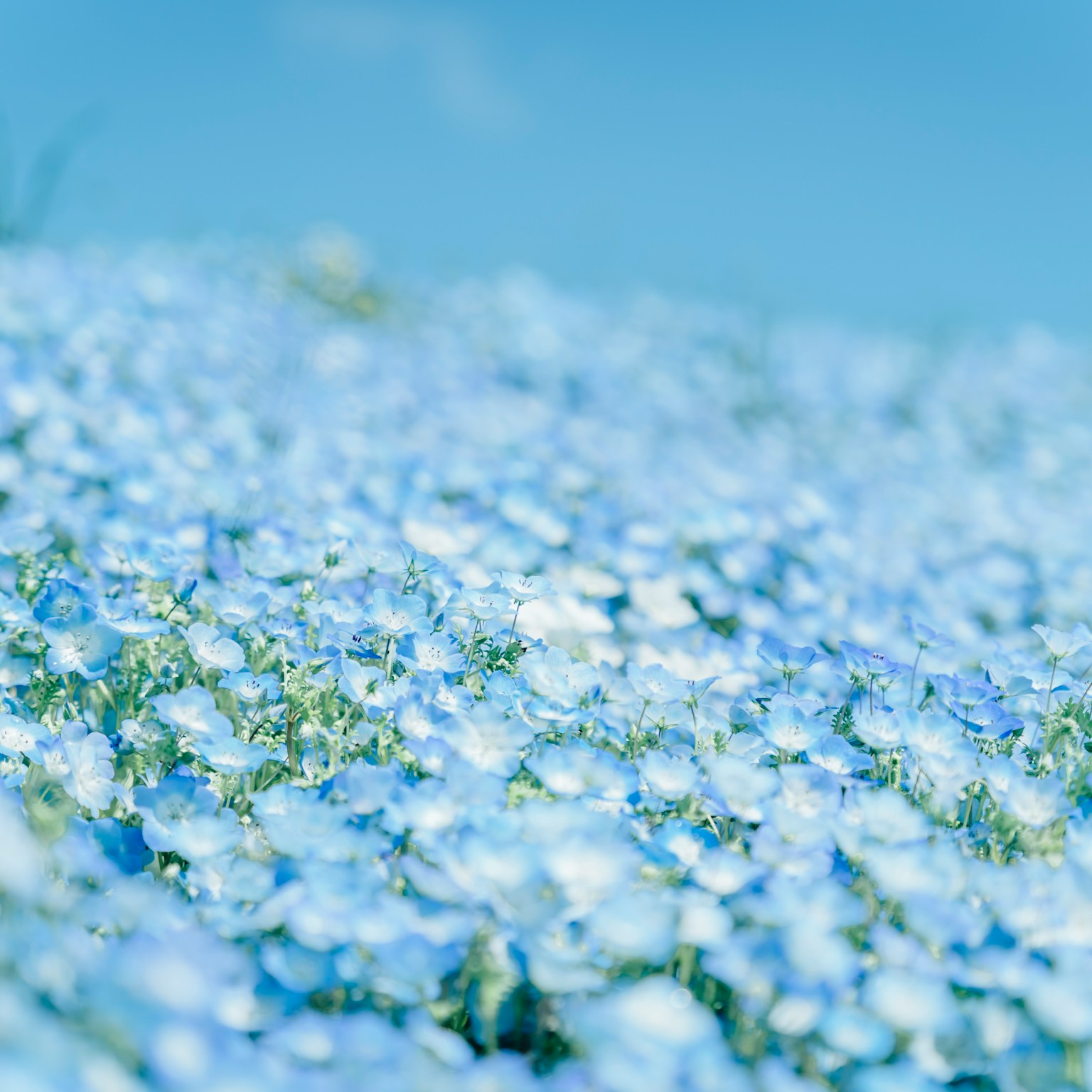 2024-06-flower-report-cover-image