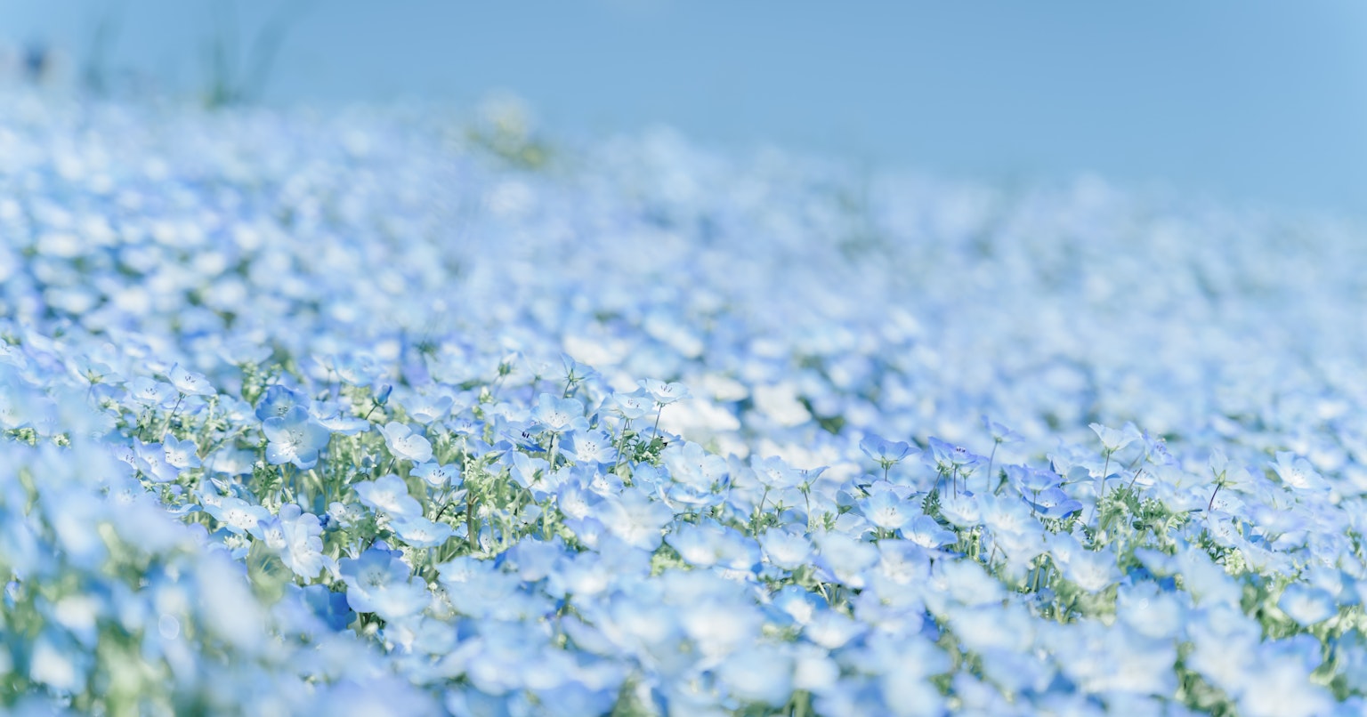 2024-06-flower-report-cover-image