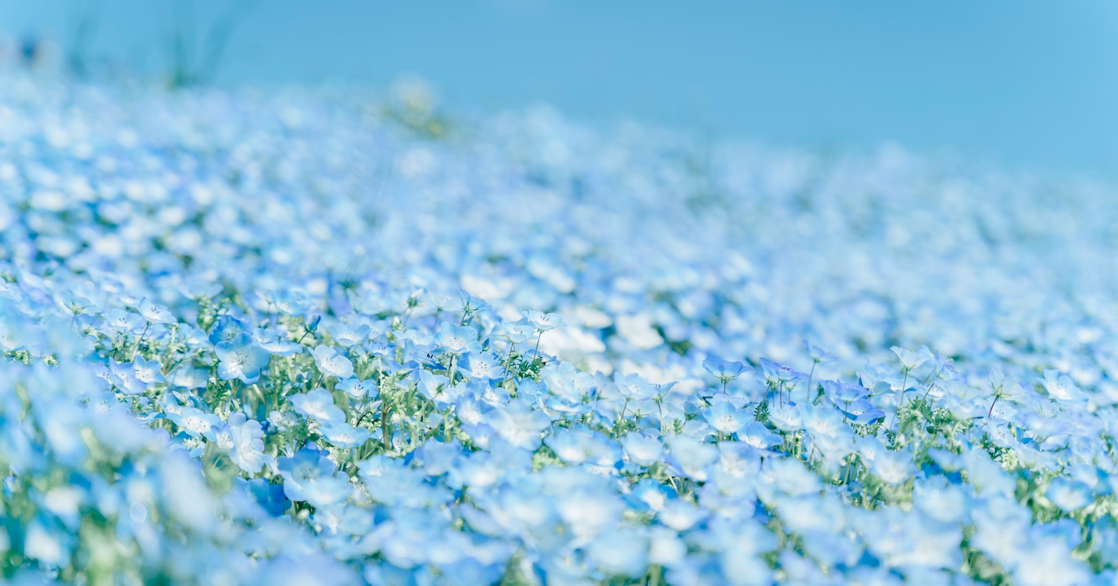 How to Best Capture Classic Flower Photos? | Focus #224