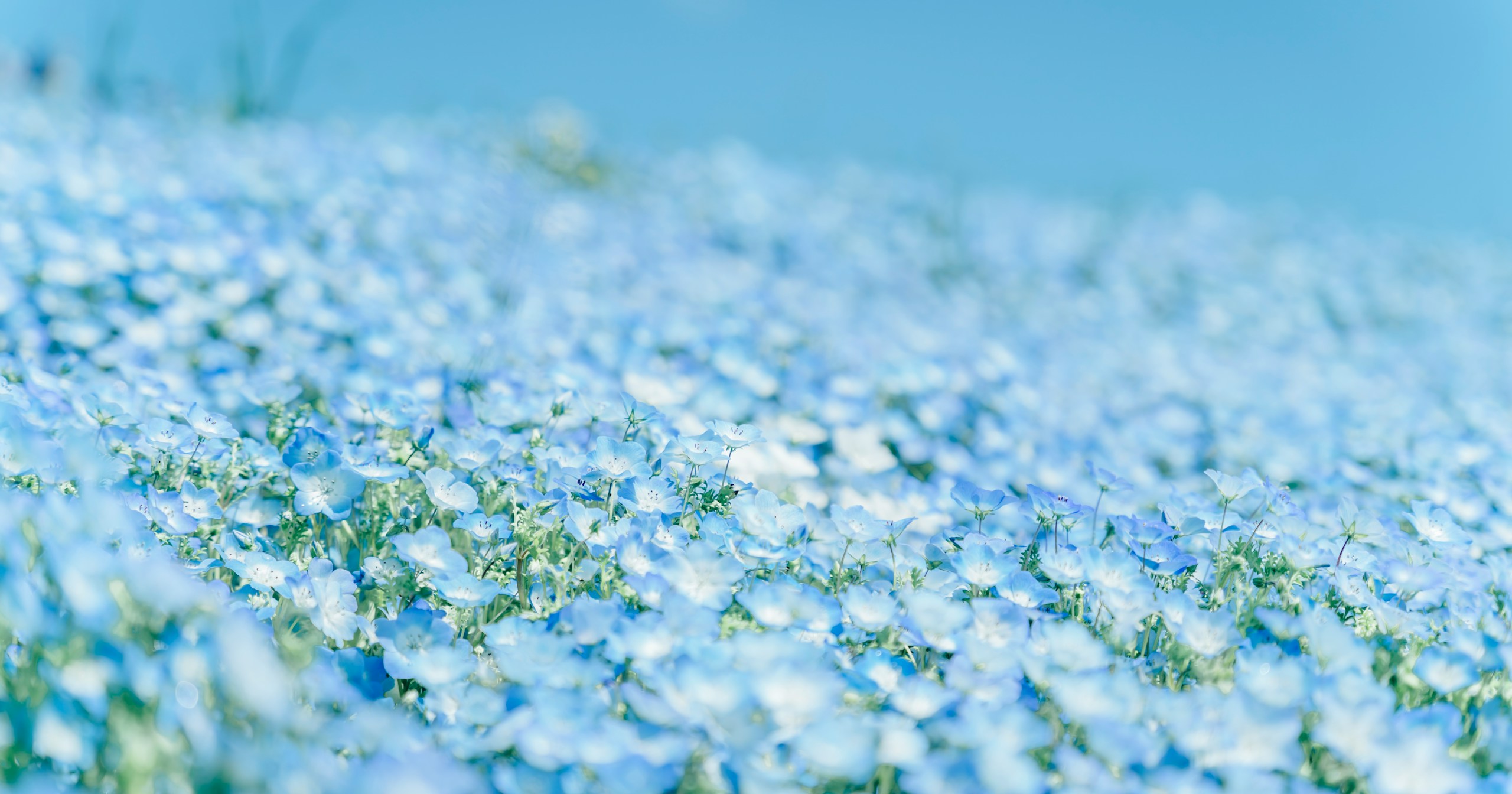 How to Best Capture Classic Flower Photos? | Focus #224
