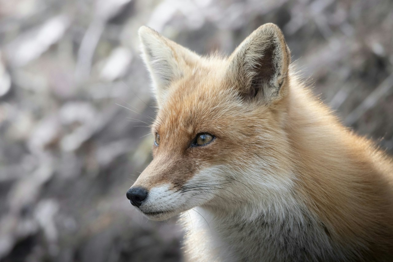 Differenze e Scelta tra Autofocus e Manual Focus | Knowledge #83