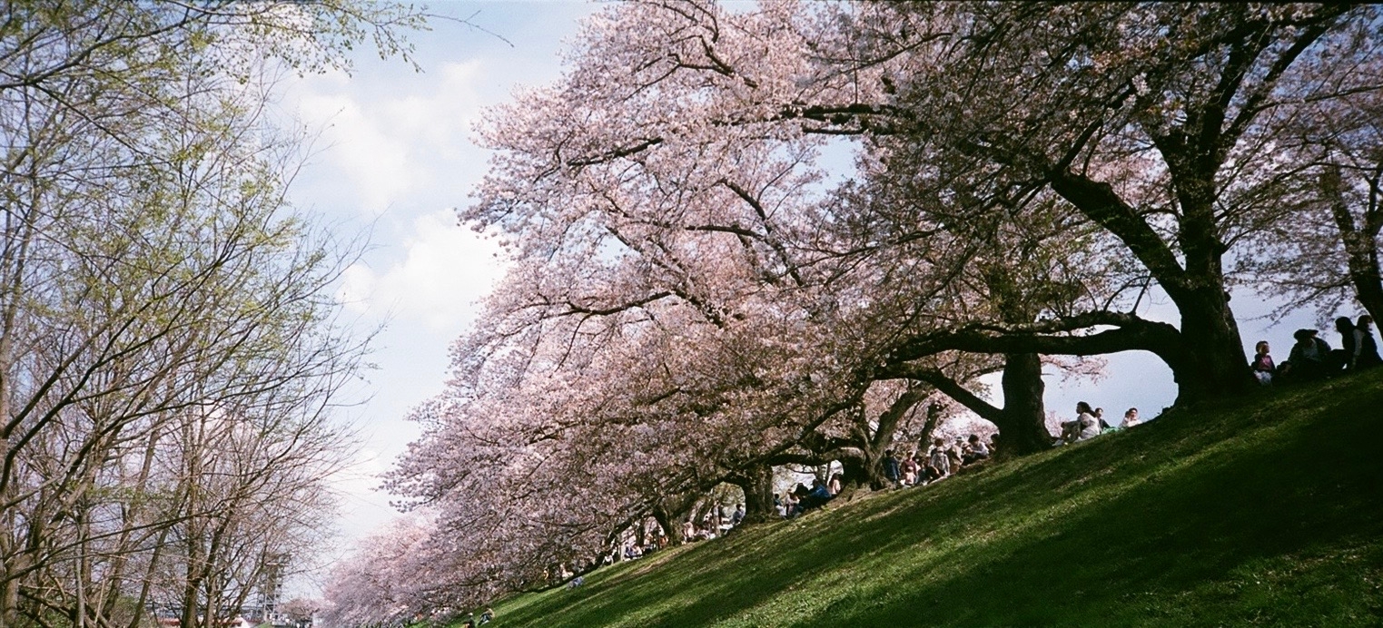 2026-03-cherry-blossom-memory-cover-image