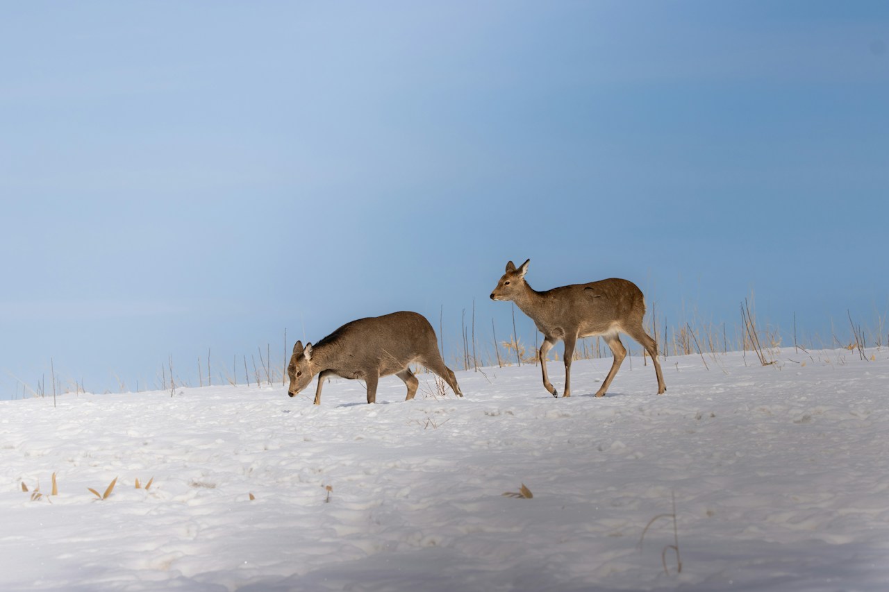#Hokkaido | Des lieux de photographie à visiter au moins une fois | Focus #71