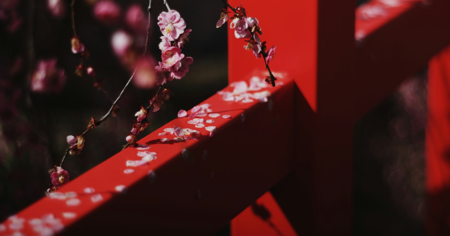 2025-04-blossoms-for-you-cover-image