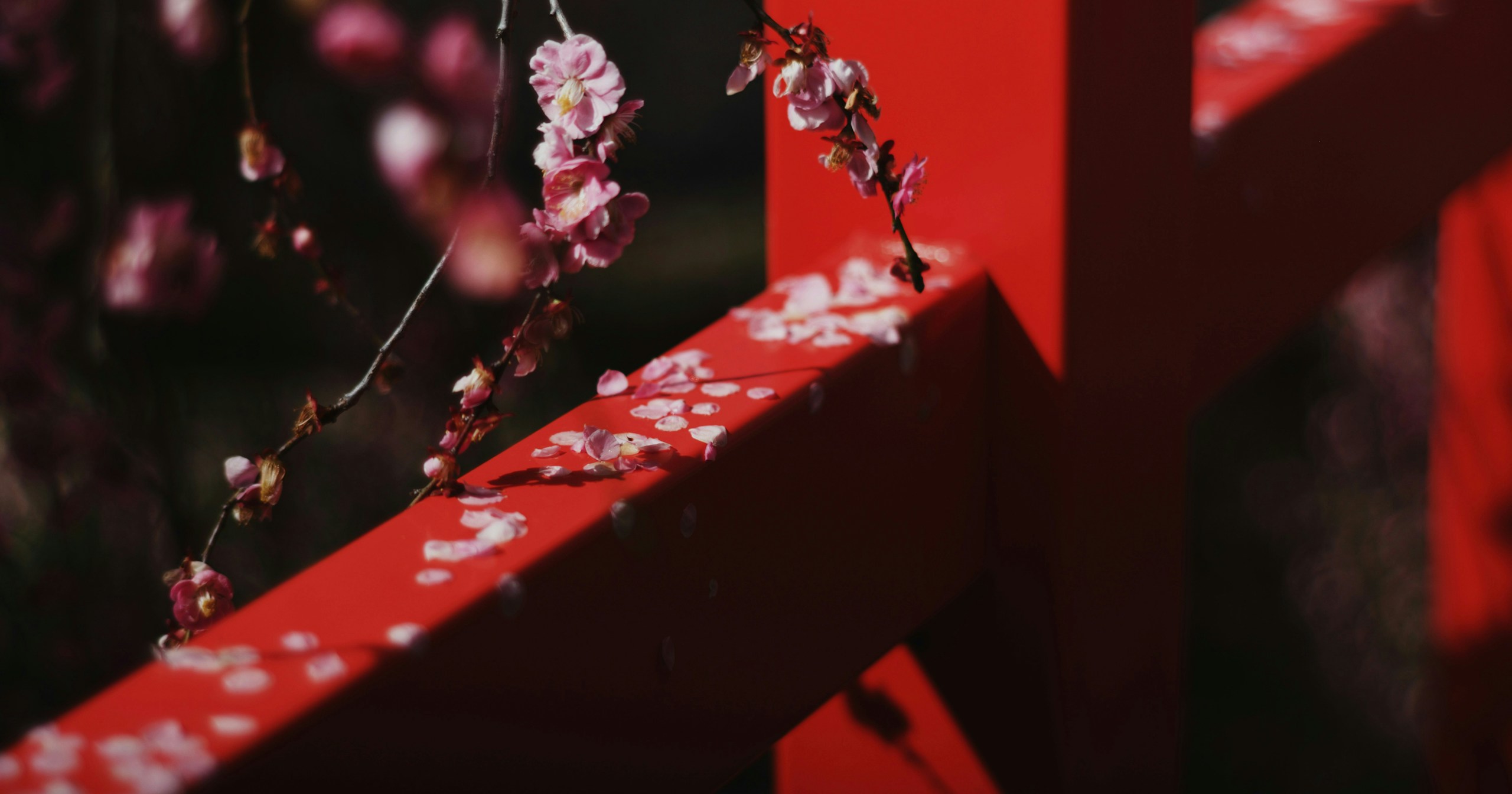 cizucu Menyelenggarakan 'Blossoms for You' | Challenge #212