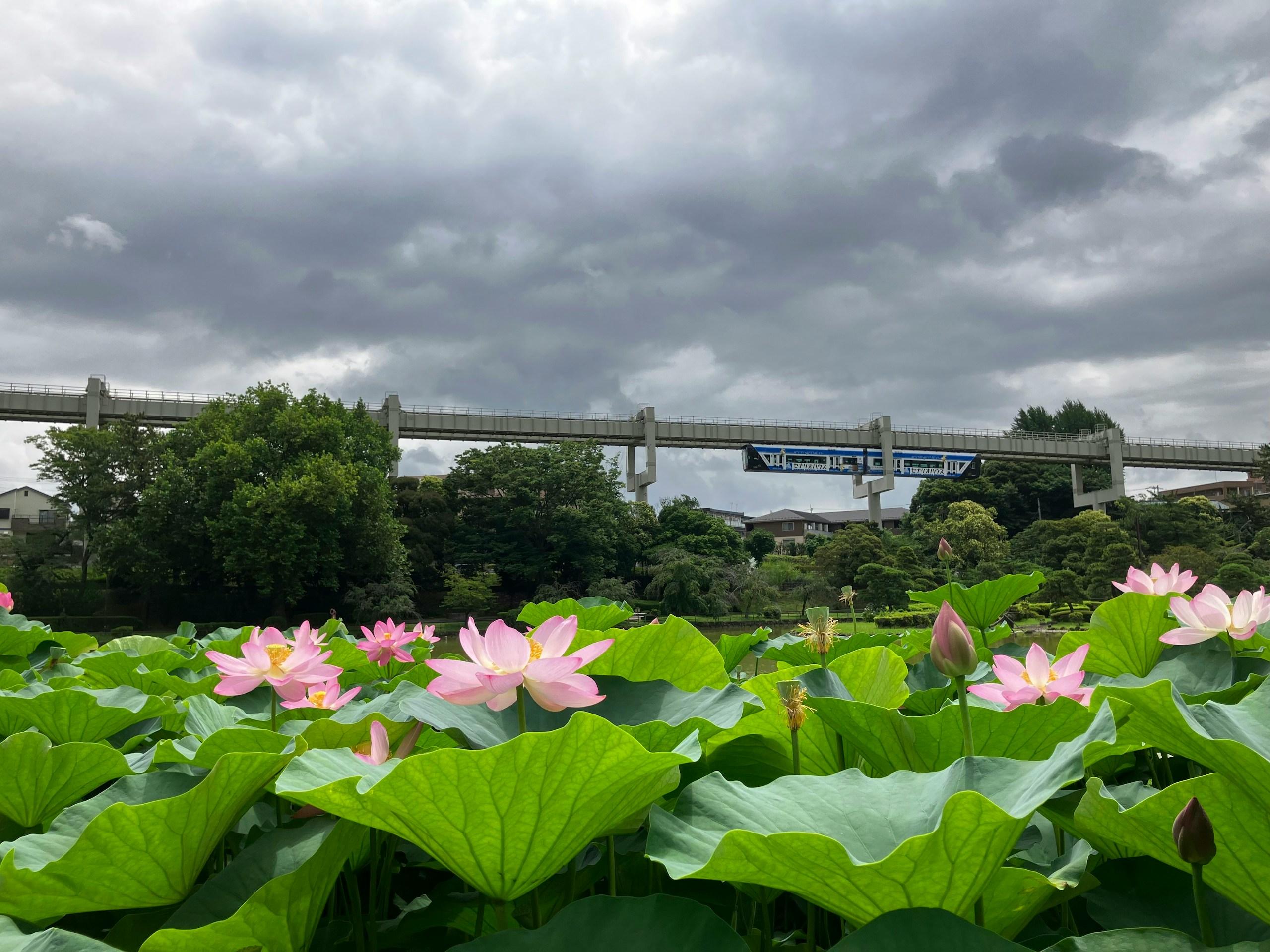 2024-08-seishun18-chiba-image-15