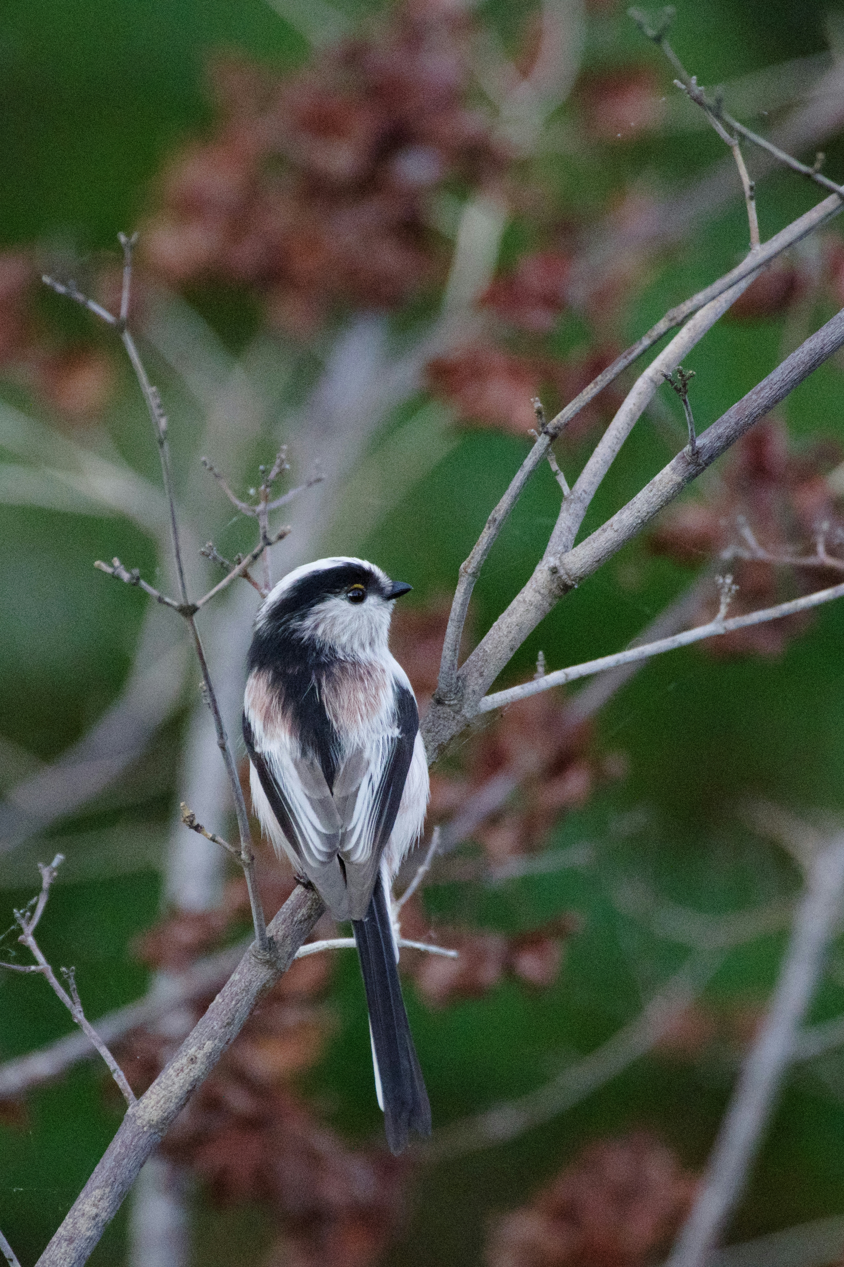 2026-01-bird-photograph-with-liestening-image-11