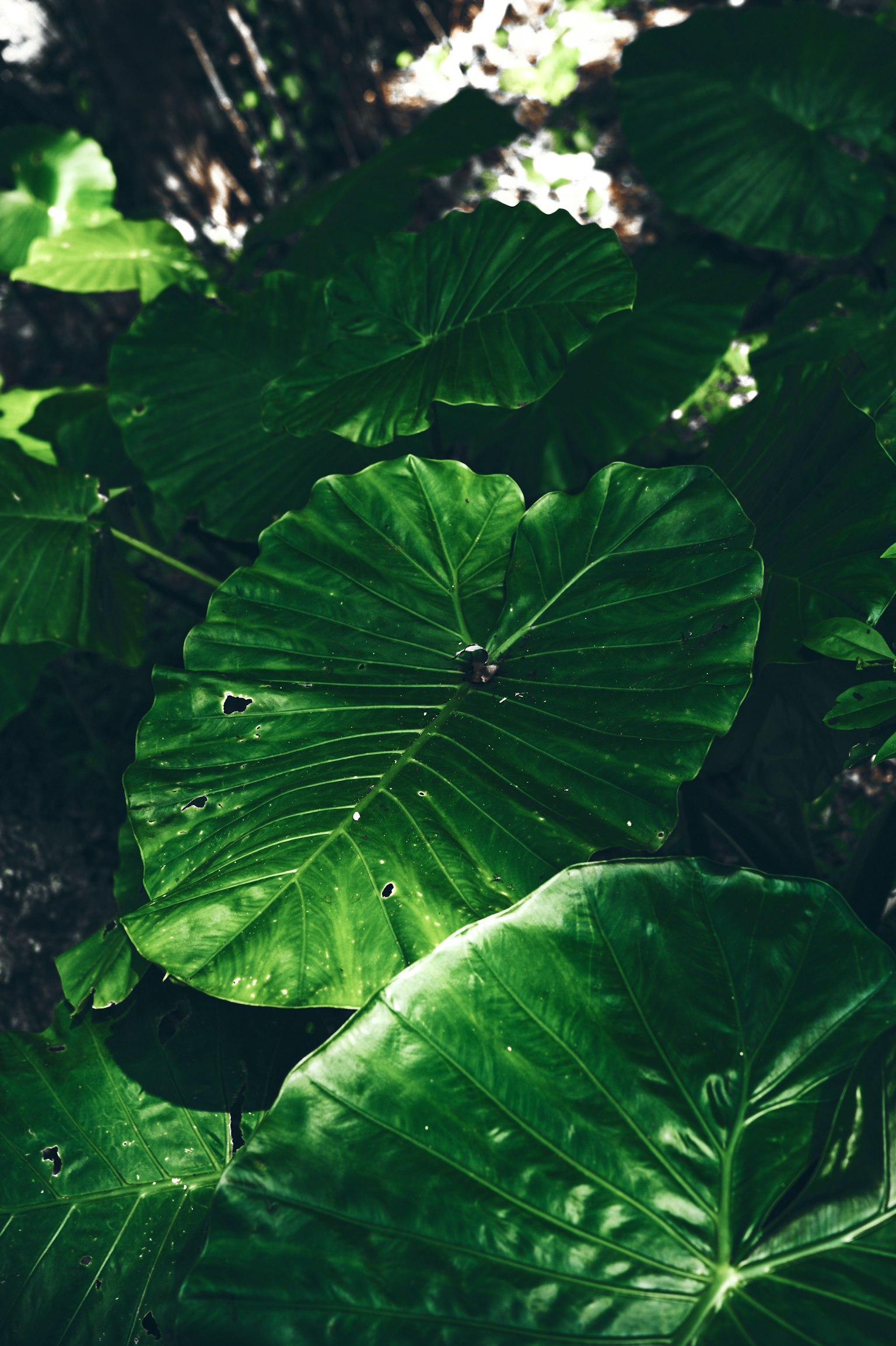 2024-05-focus-on-color-green-image-12