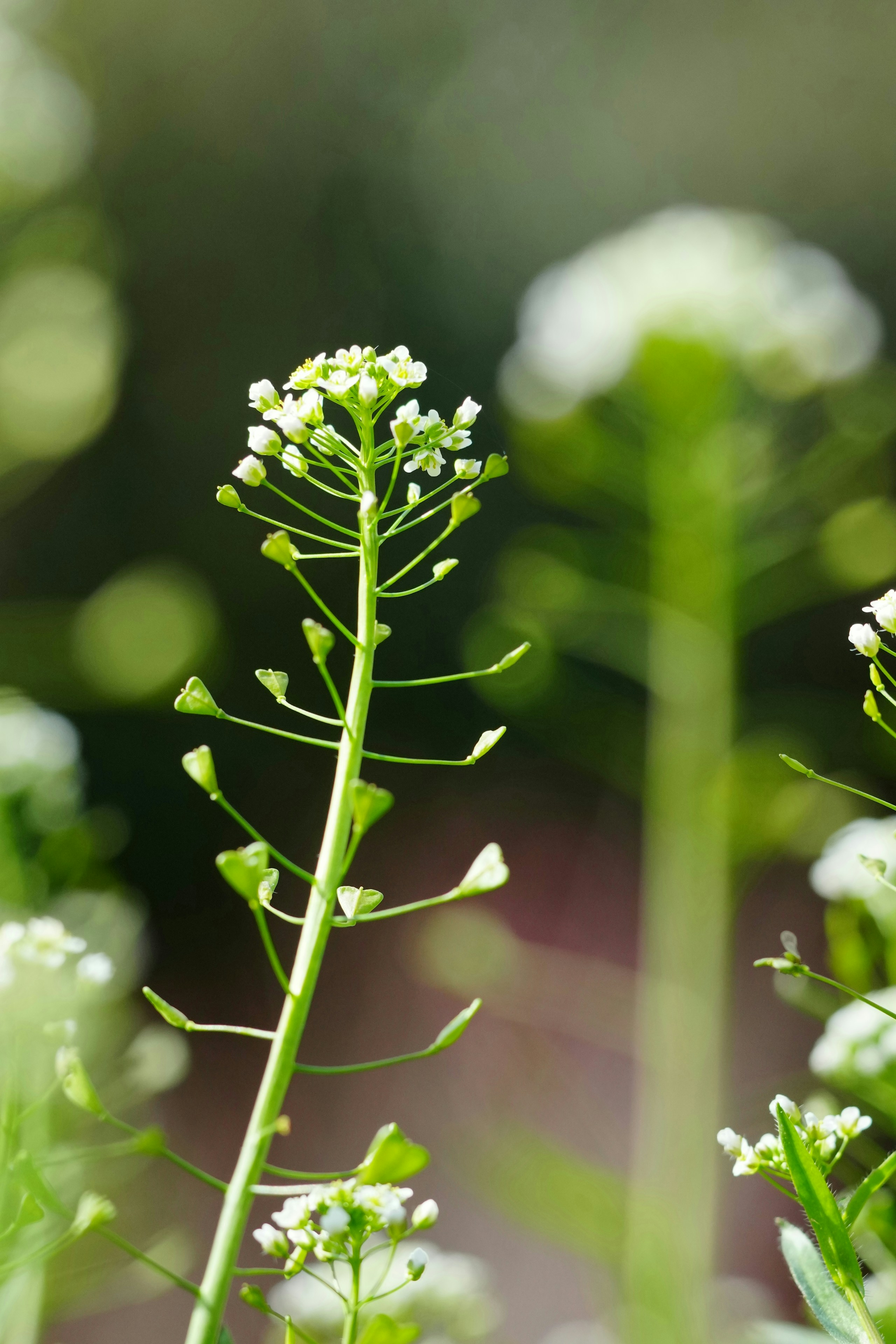 2026-04-find-new-pieces-flower-image-22
