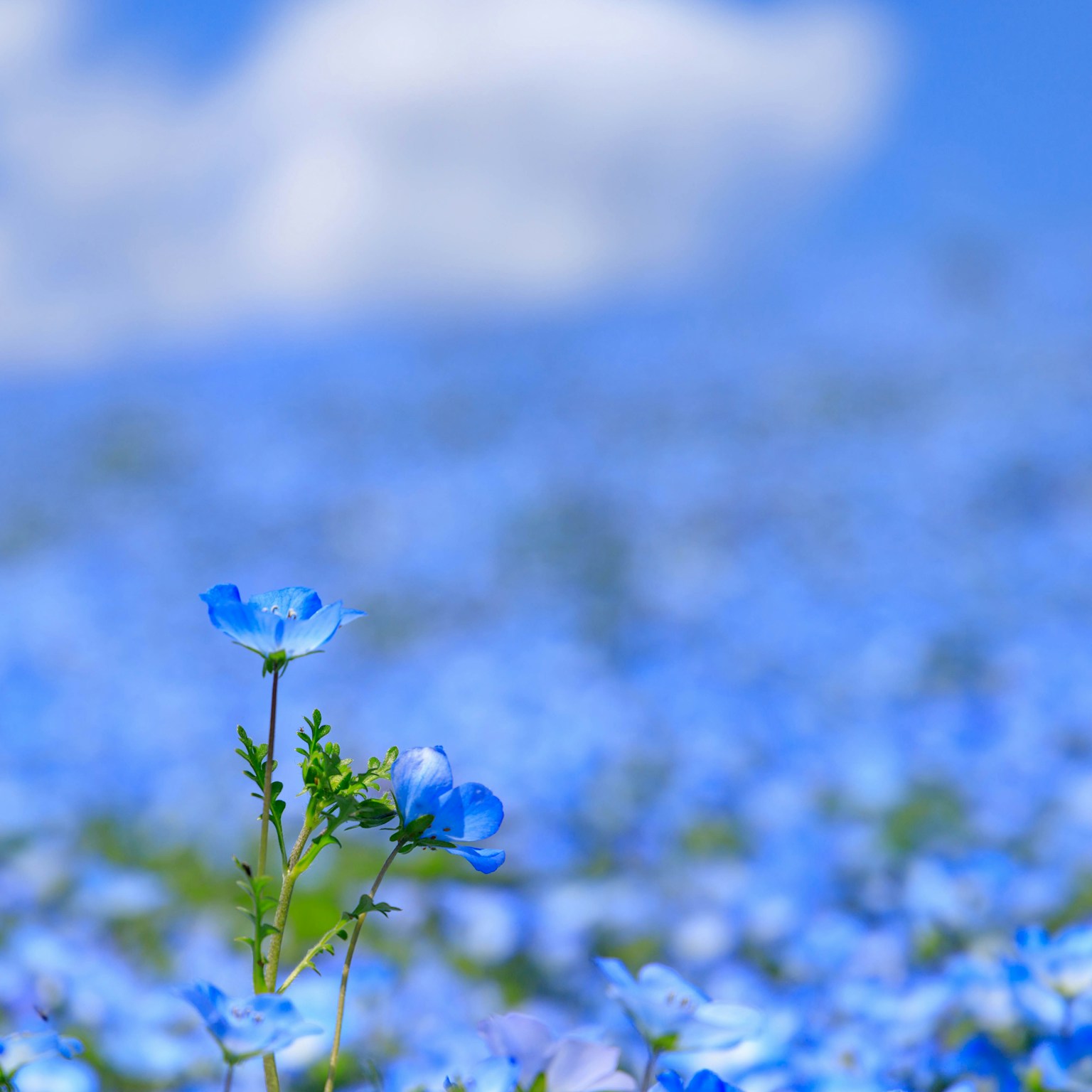 2024-04-nemophila-cover-image
