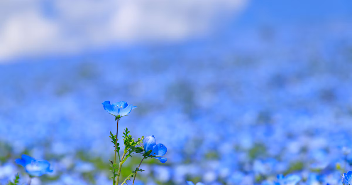 Printemps bleu et photographie Recette pour photographier les némophiles | Focus #70